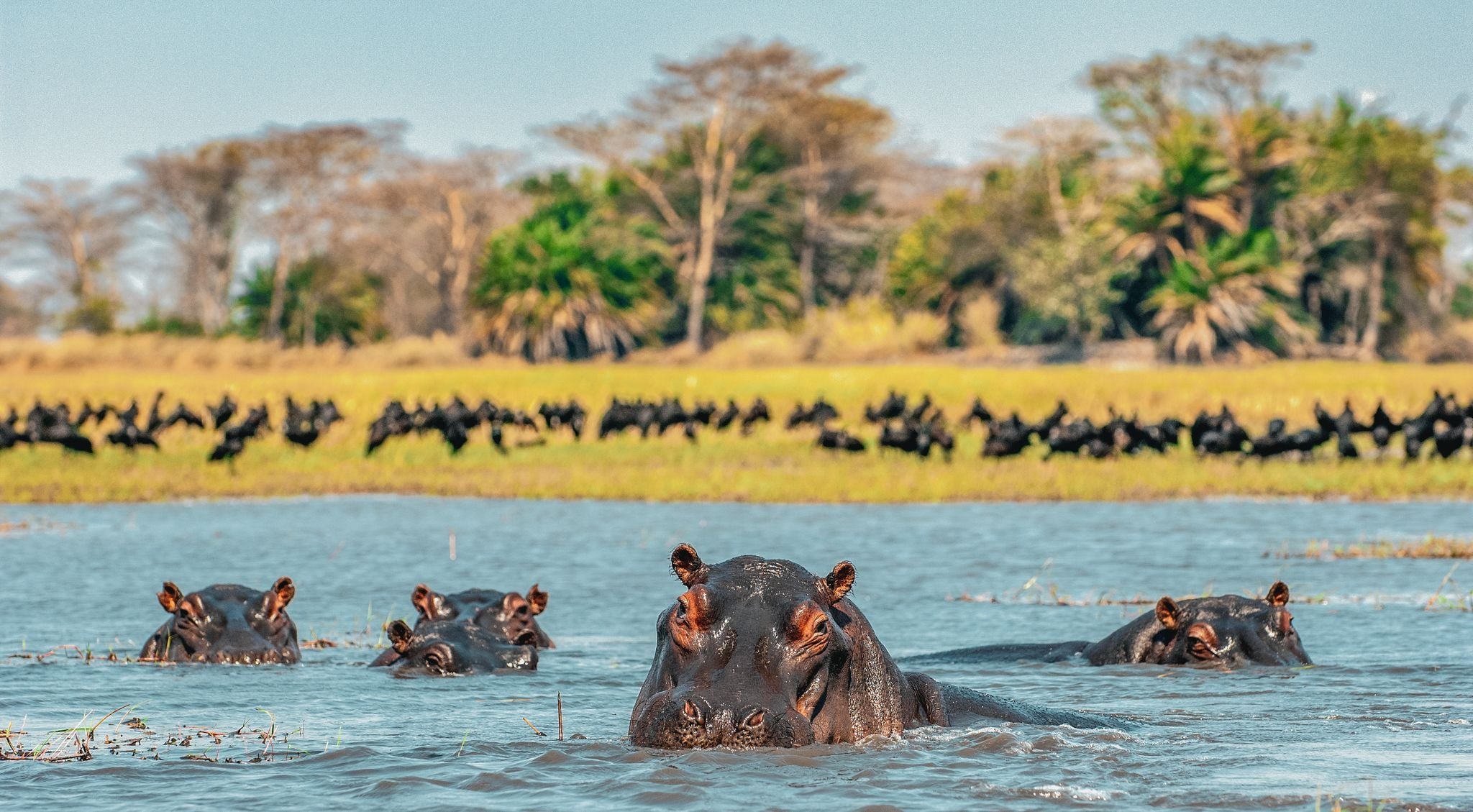 Hippo in river, Zambia