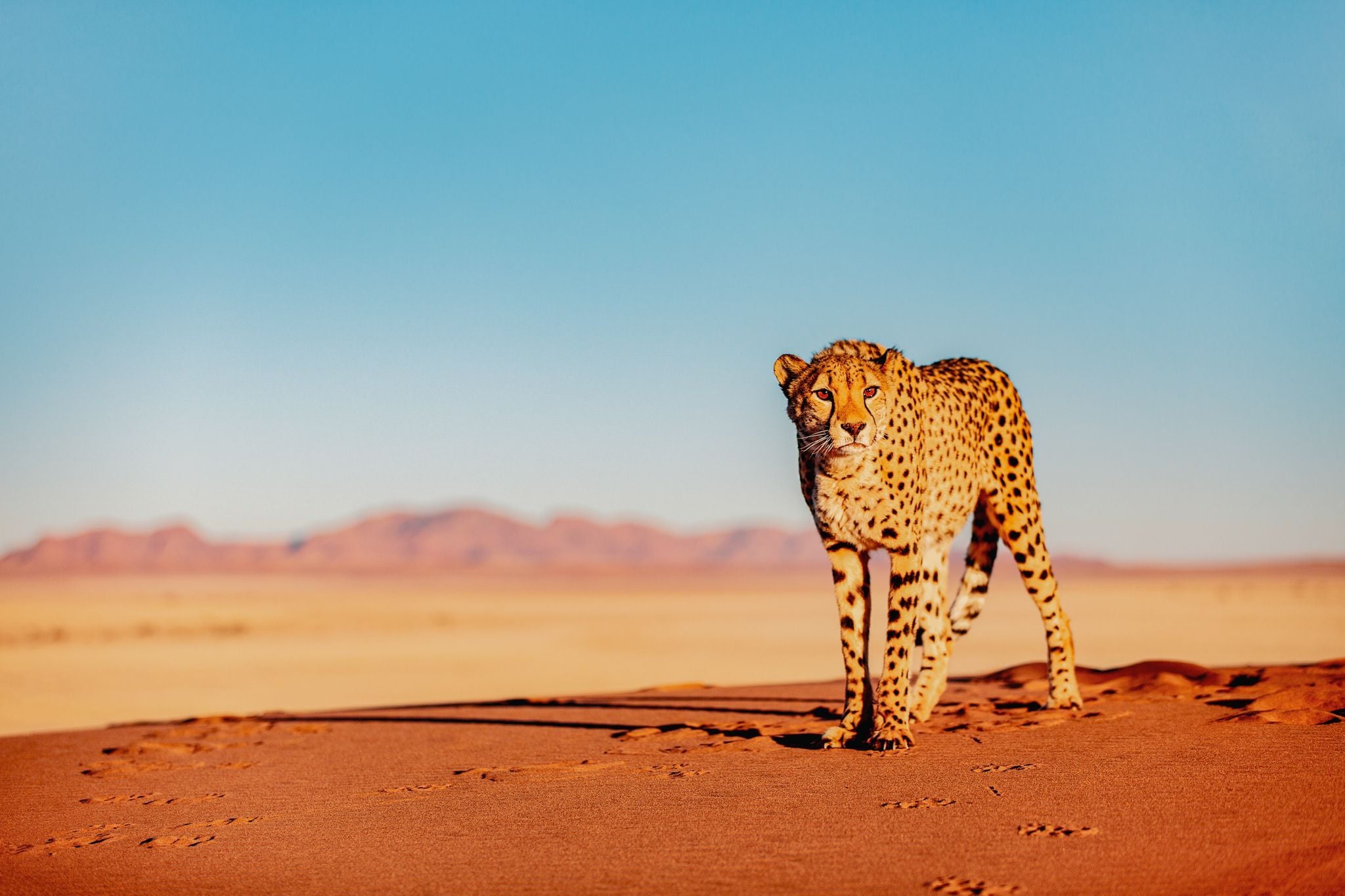 Namibia cheetah in the dunes
