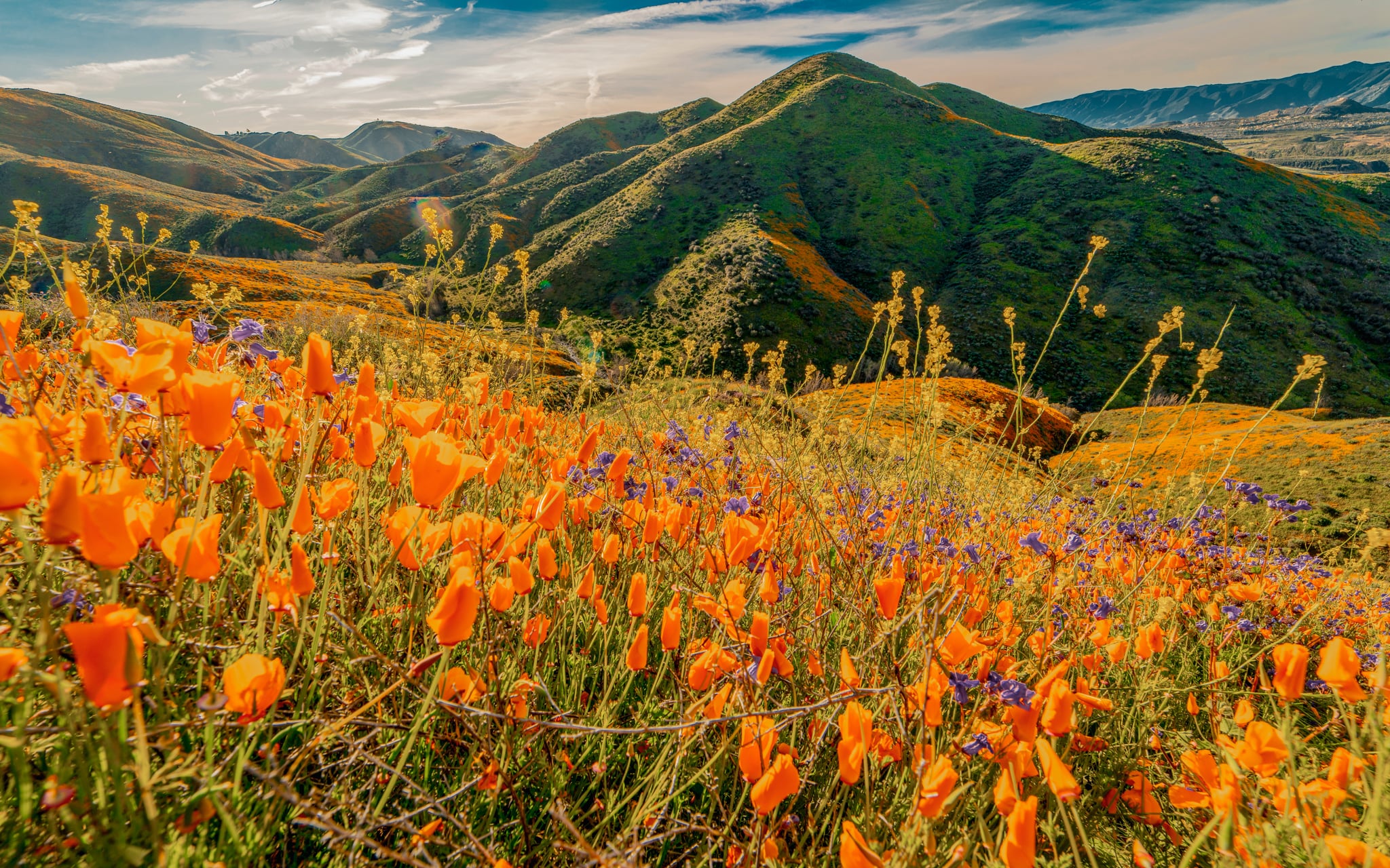 California field of poppies