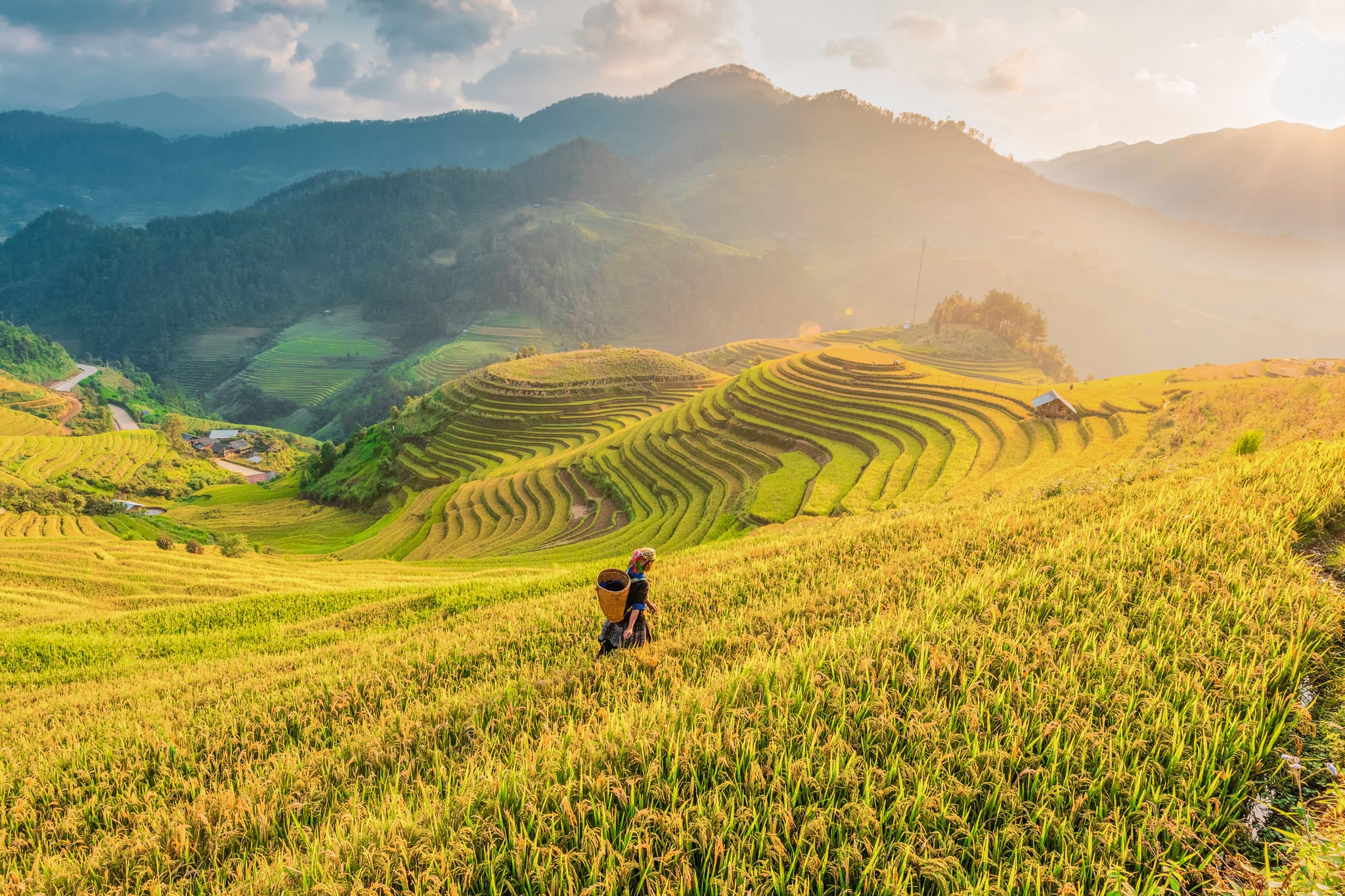 Farmer in Rice fields on terraced of Vietnam