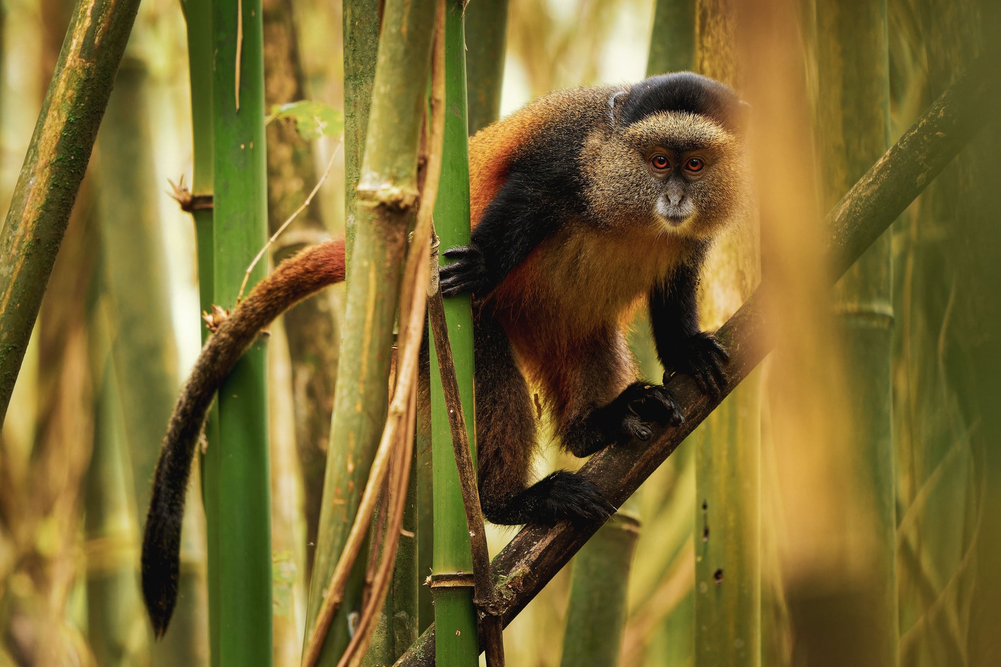 Golden Monkey in Rwanda