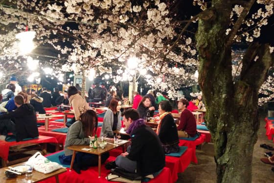 2014 9 30 japan cherry blossoms