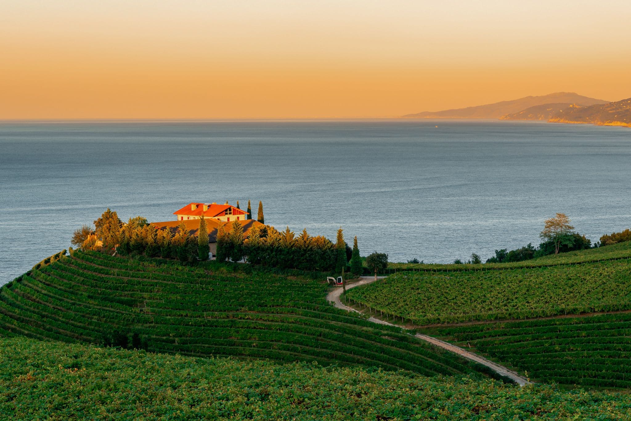 Txakoli white wine vineyards with the Cantabrian sea in the background, Getaria, Spain