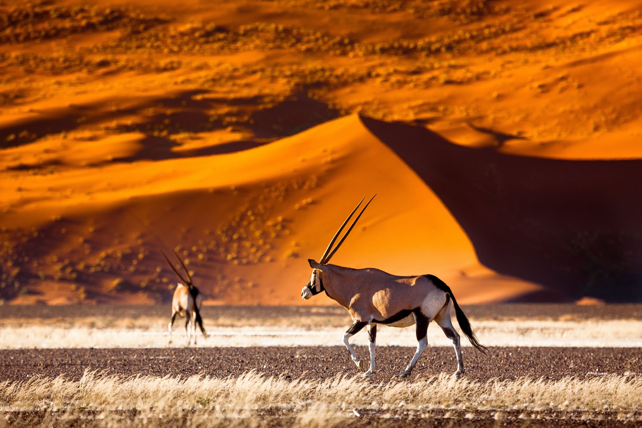 Oryx antelope and orange dunes in Sossusvlei
