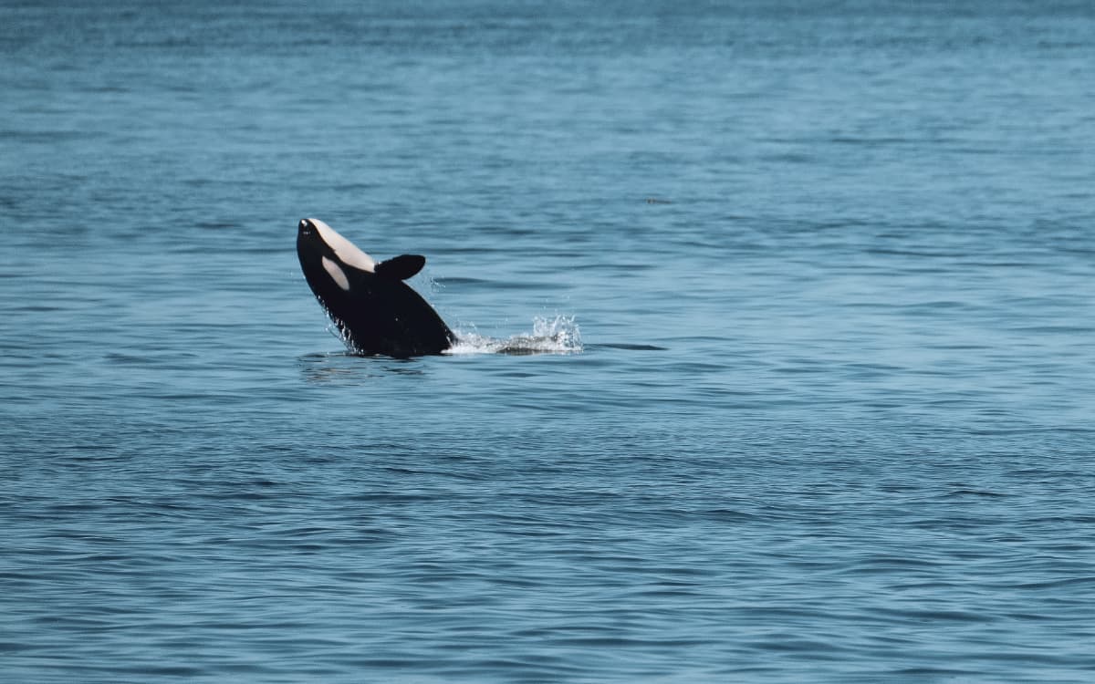 Orca breaching