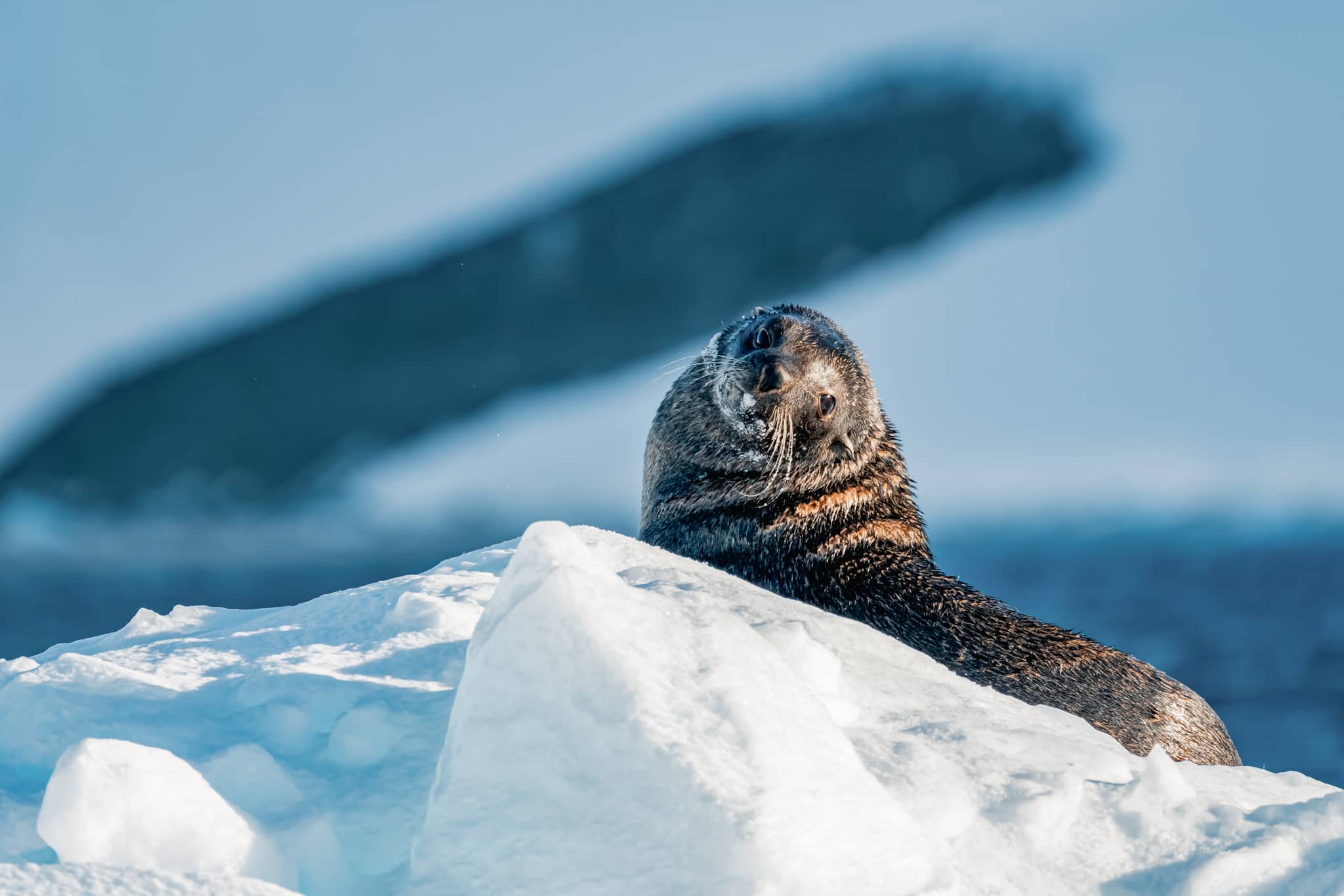 Antarctic Fur Seal looking back, Orne Harbour, Antarctica