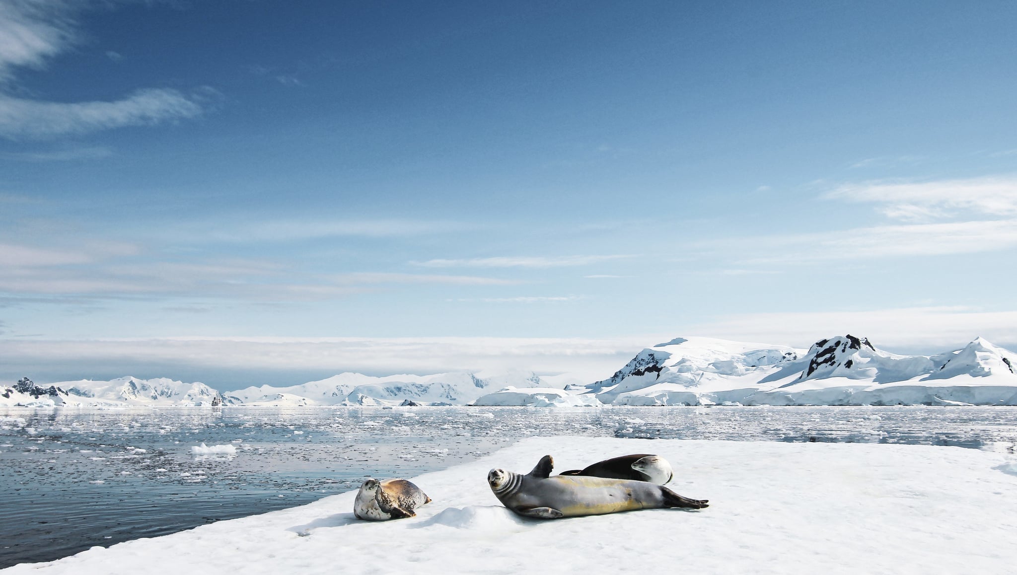 Seals on the ice in Antarctica