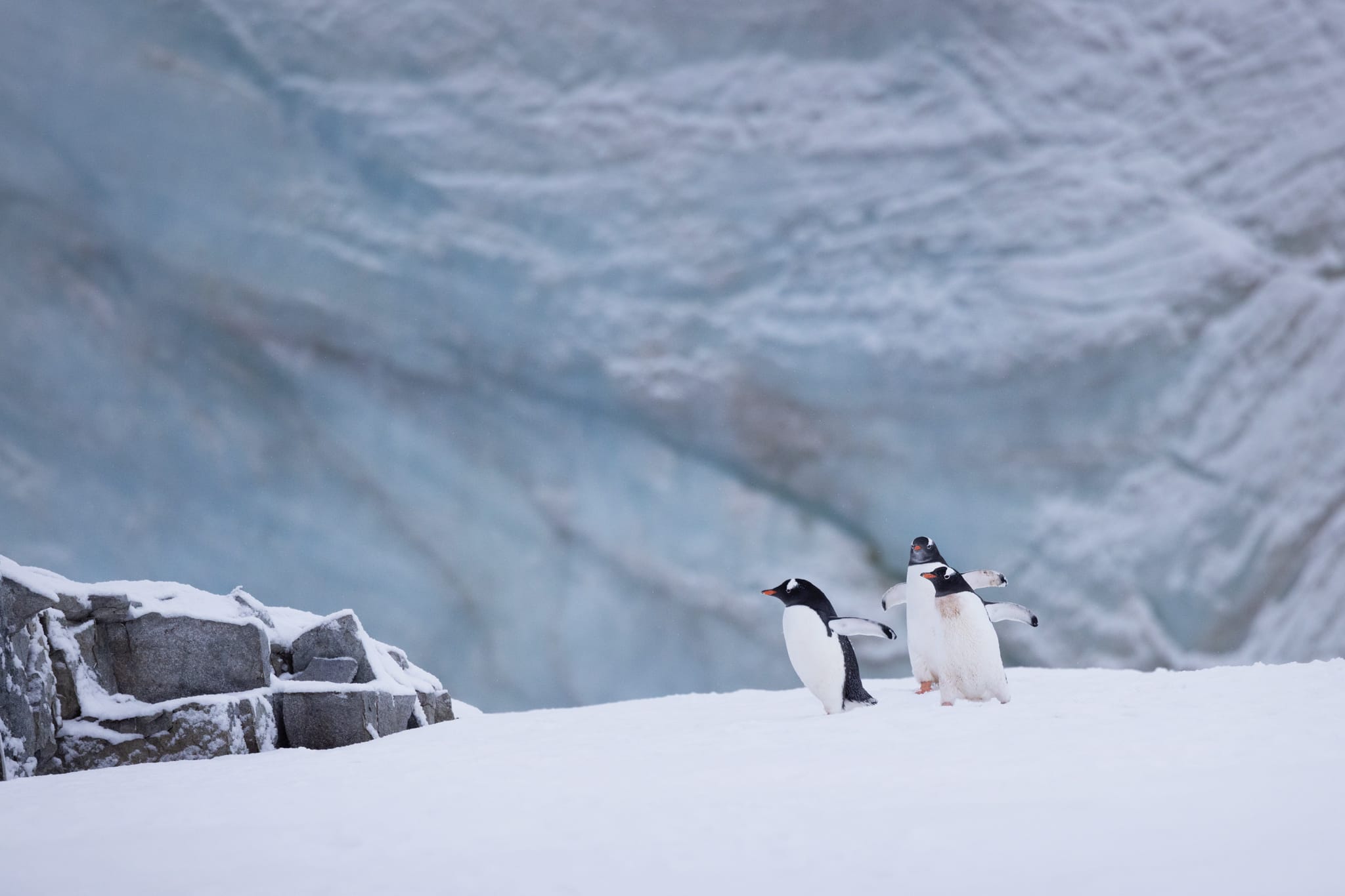 Penguins in Antarctica
