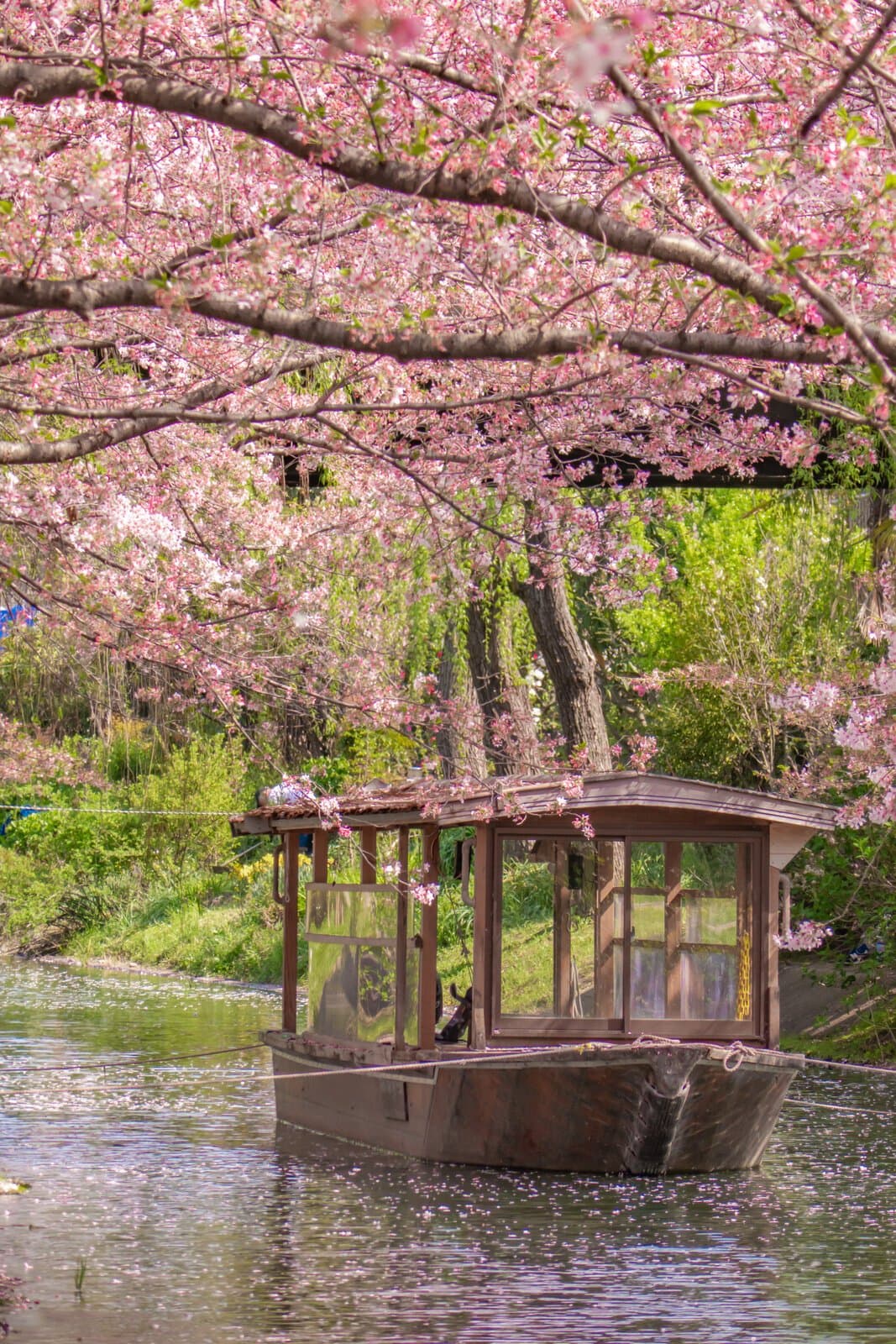 Japan best time to visit