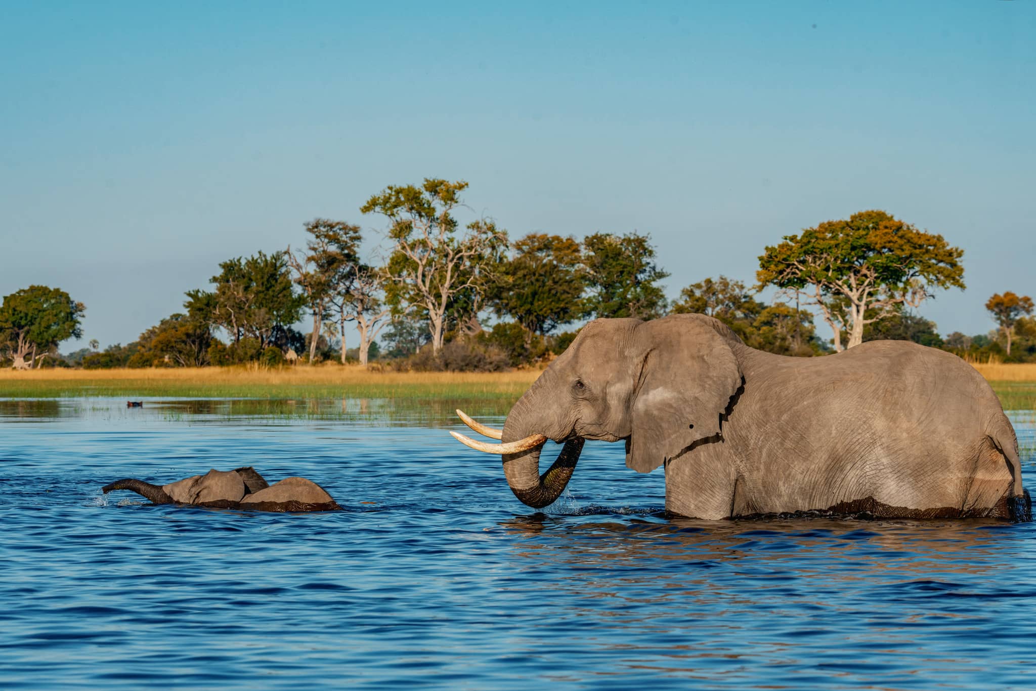 African bush elephants cross a shimmering channel in Botswana’s Okavango Delta