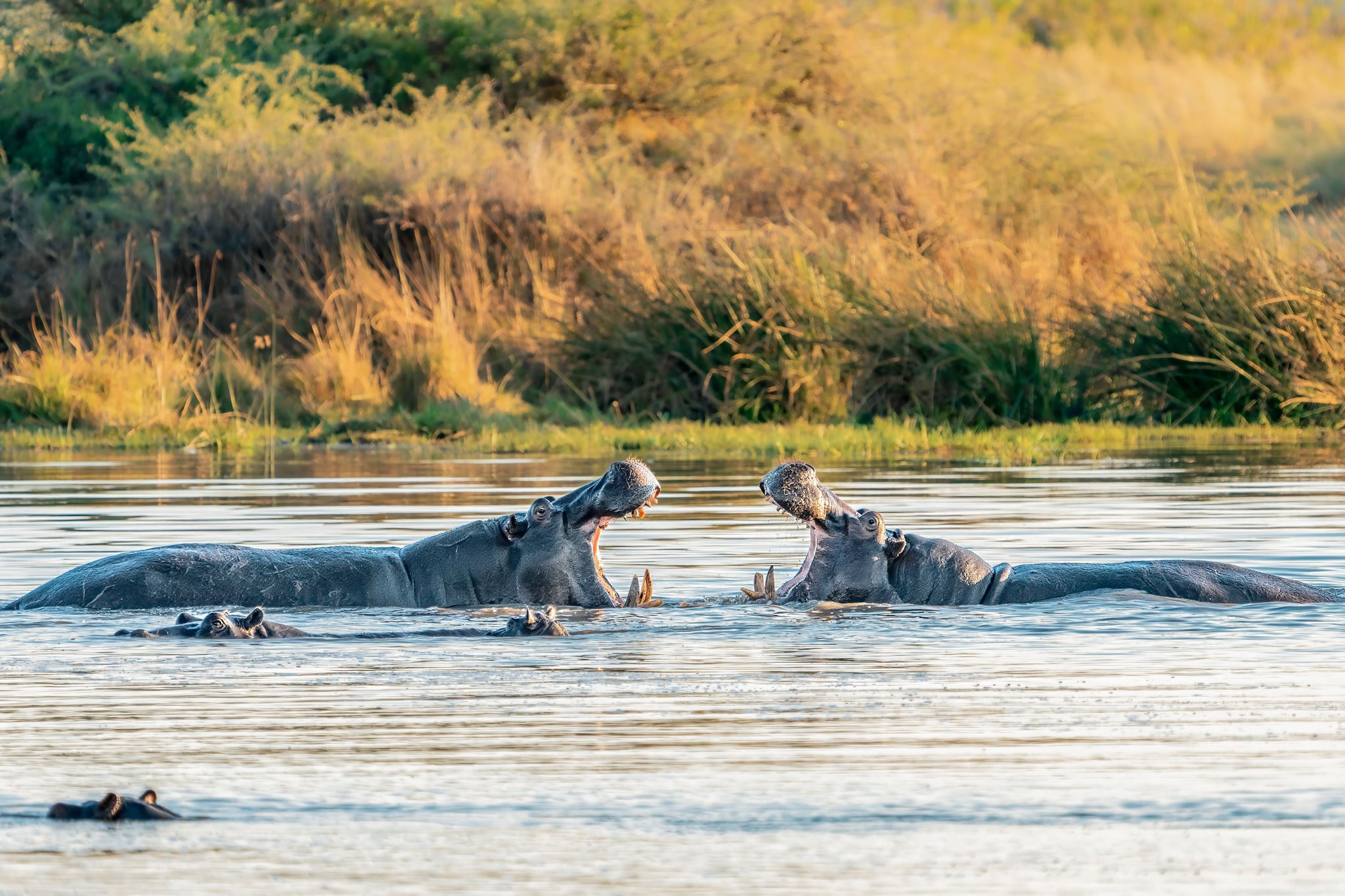 Two hippos with a wide open mouth fighting, Moremi game reserve, Okavango delta, Botswana, Africa