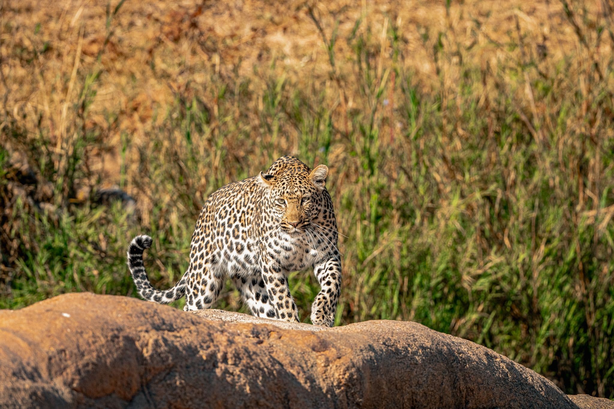 Sabi Sands, Greater Kruger National Park, South Africa