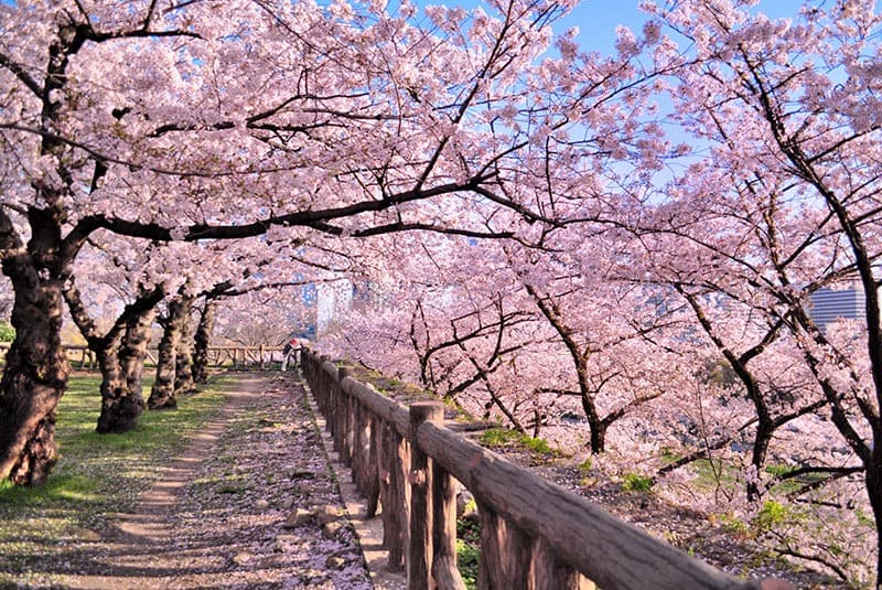 Cherry blossoms in full bloom in Park 1370295417 800x535
