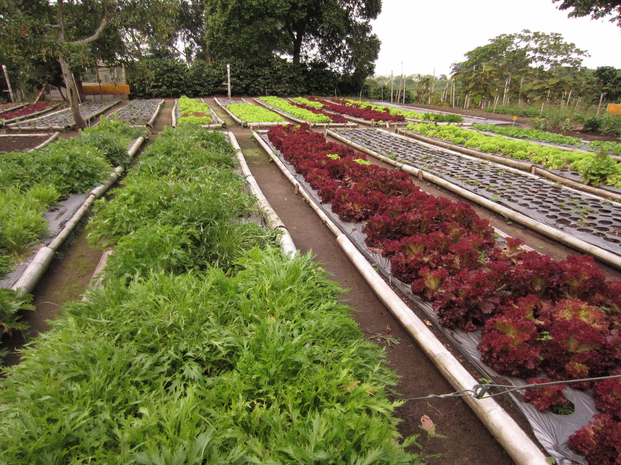 Colombia Coffee Region Culinary Farm5 scaled