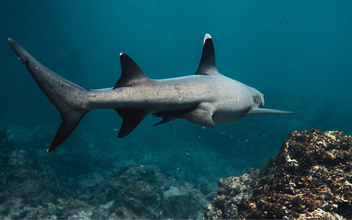 White-tipped reef shark