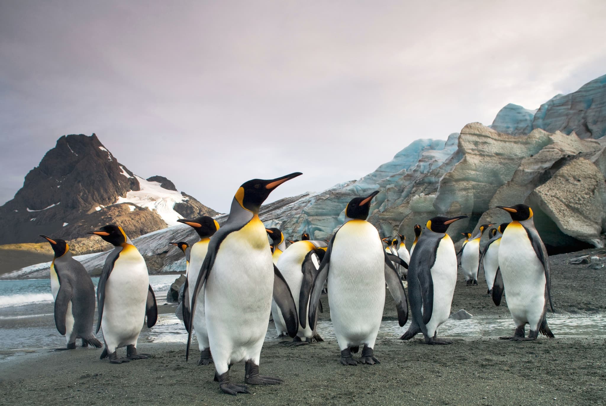 King Penguins on South Georgia Island