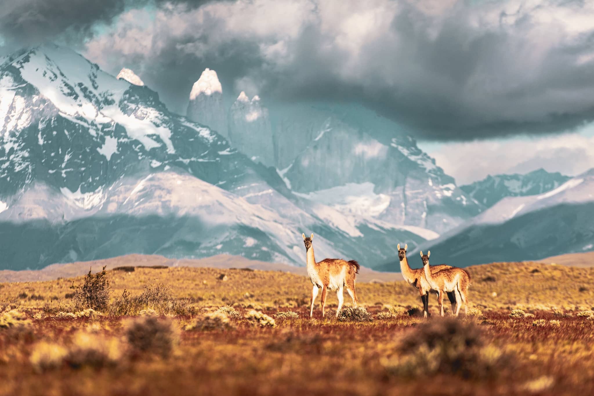 Picture of Patagonia Chile Torres del Paine Guanacos
