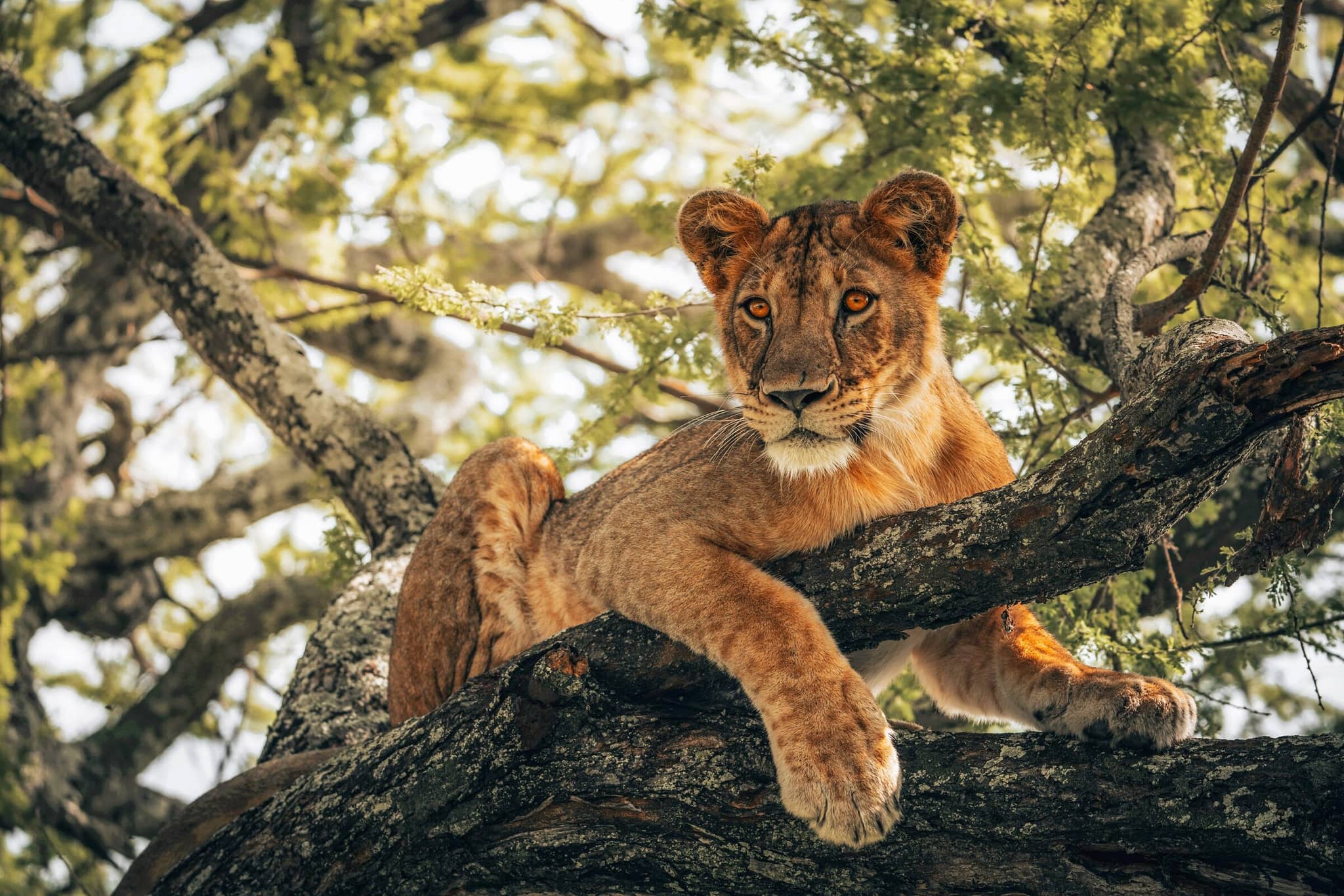 Young lion resting on tree branch in the wild during a luxury African safari adventure in Tanzania or Uganda.