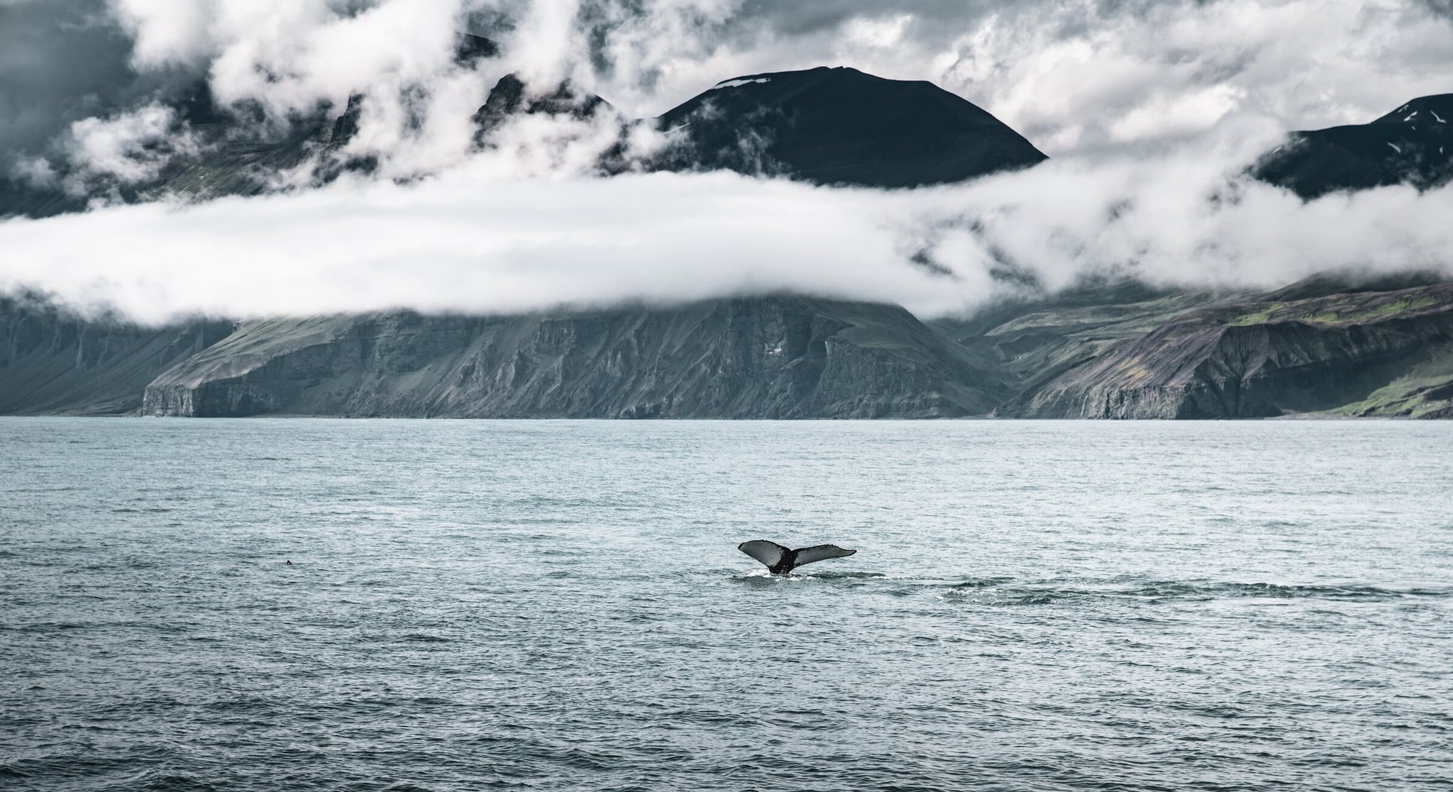 A tail of a whale sticking out of the water