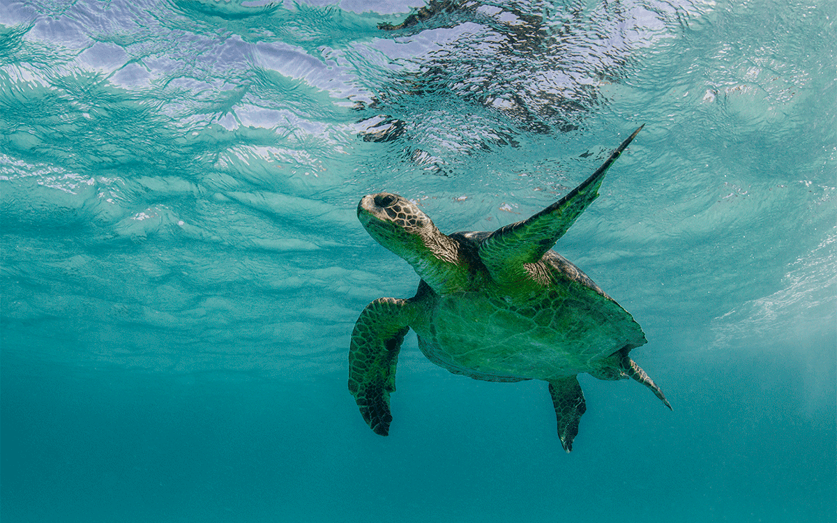 Galapagos Green Sea Turtle under water