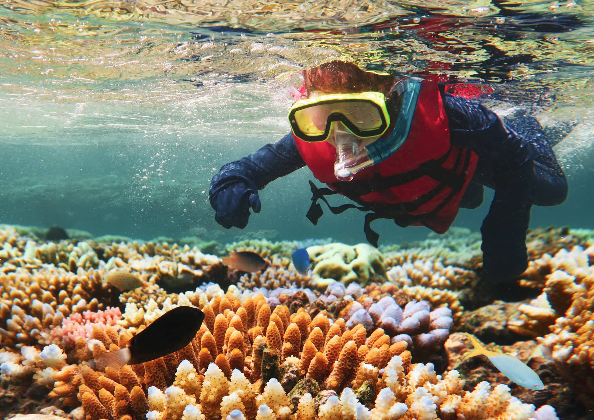 Australia gallery Gallery2 snorkeling great barrier reef australia AdobeStock 110375217