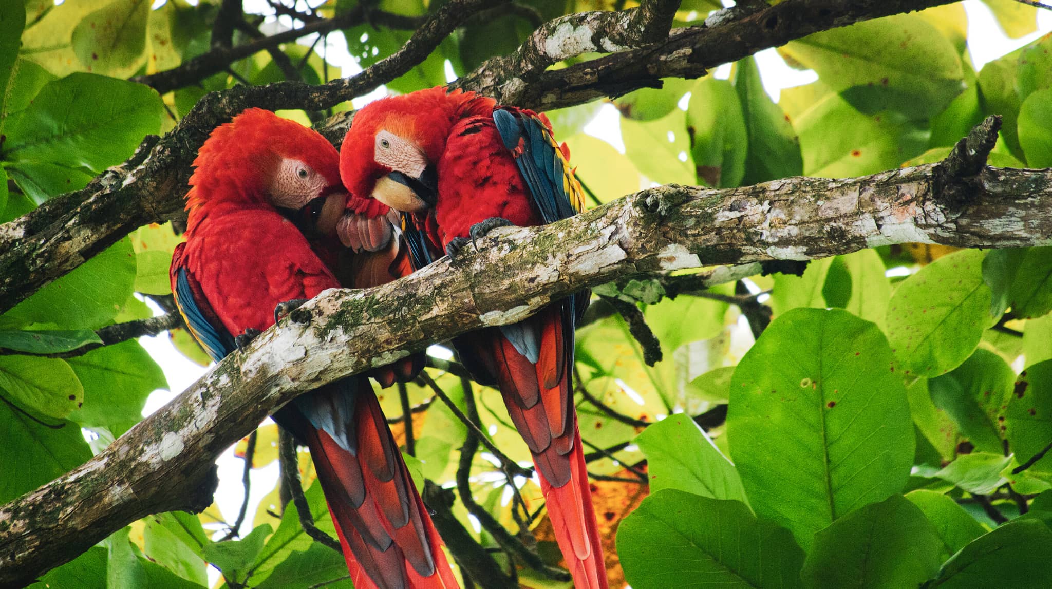 Costa Rica Discovery gallery Gallery2 Macaws CostaRica GettyImages 2148262863 AlCarrera