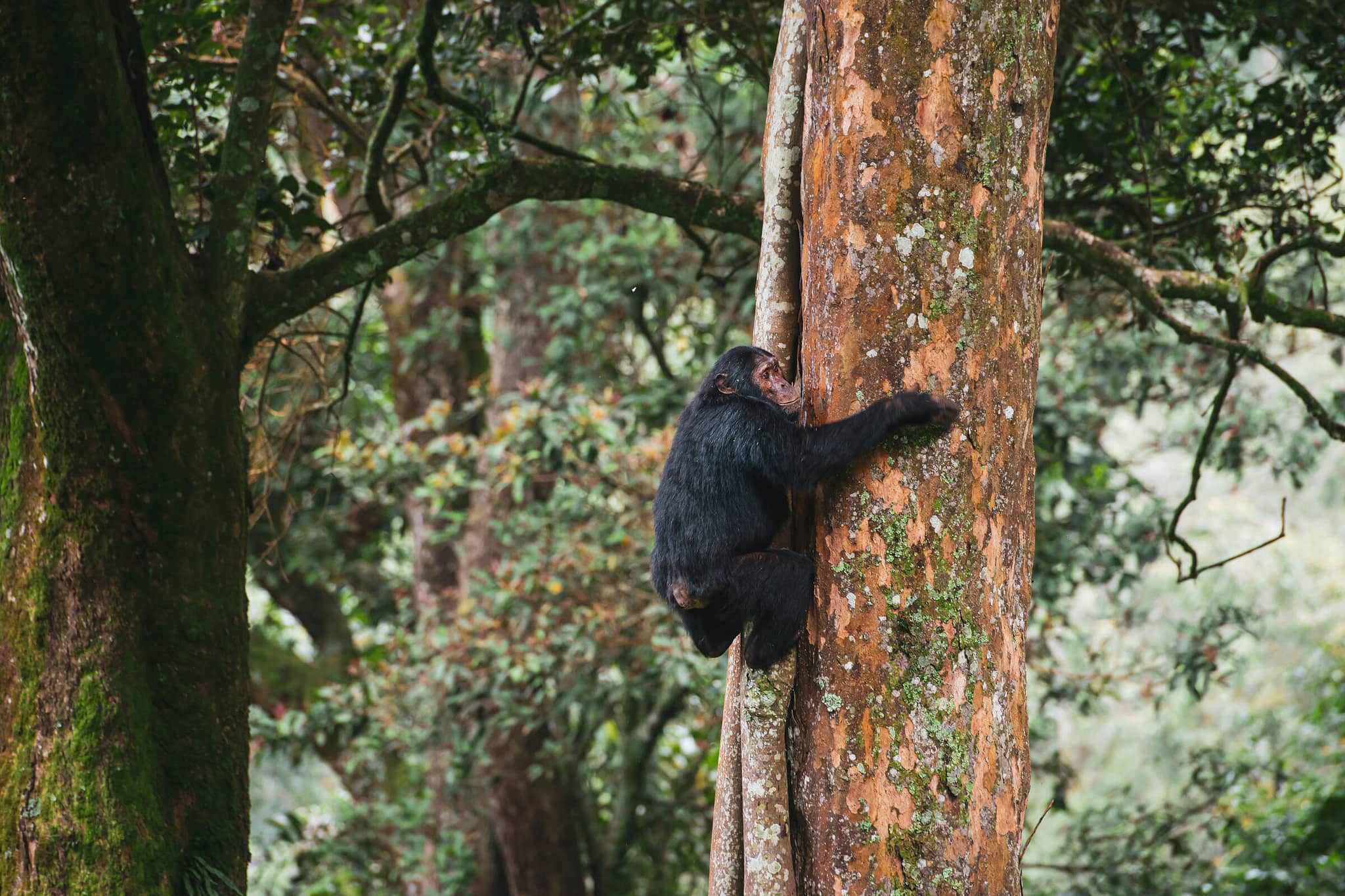 Gorillas of Rwanda’s Virunga Volcanoes gallery Gallery3 Chimp Rwanda GettyImages 527224538 GuenterGuni