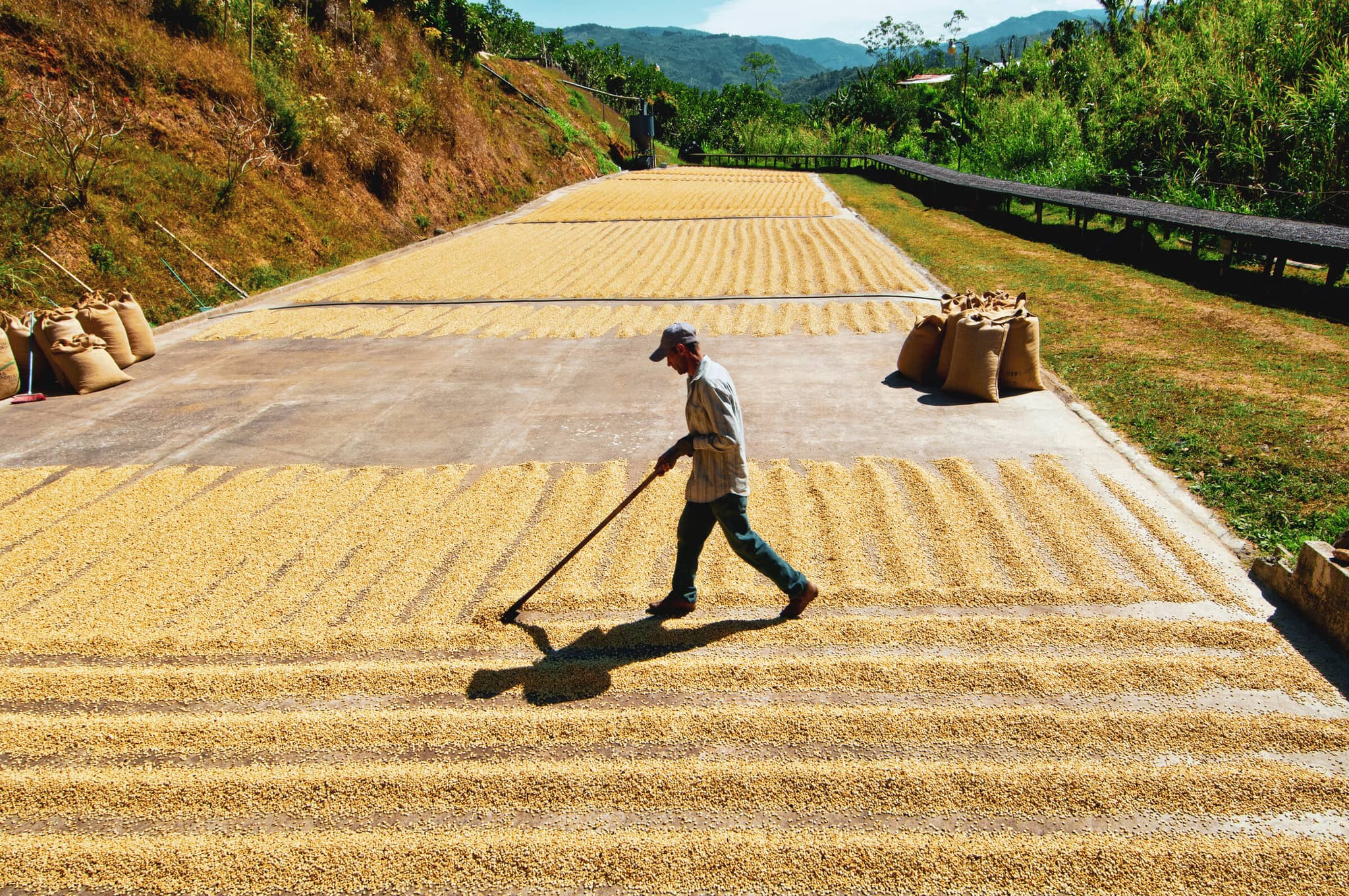 Costa Rica Discovery gallery Gallery3 coffeefarm costarica DanitaDelimont RM SA22 JAR0280 SuperRes awlimages