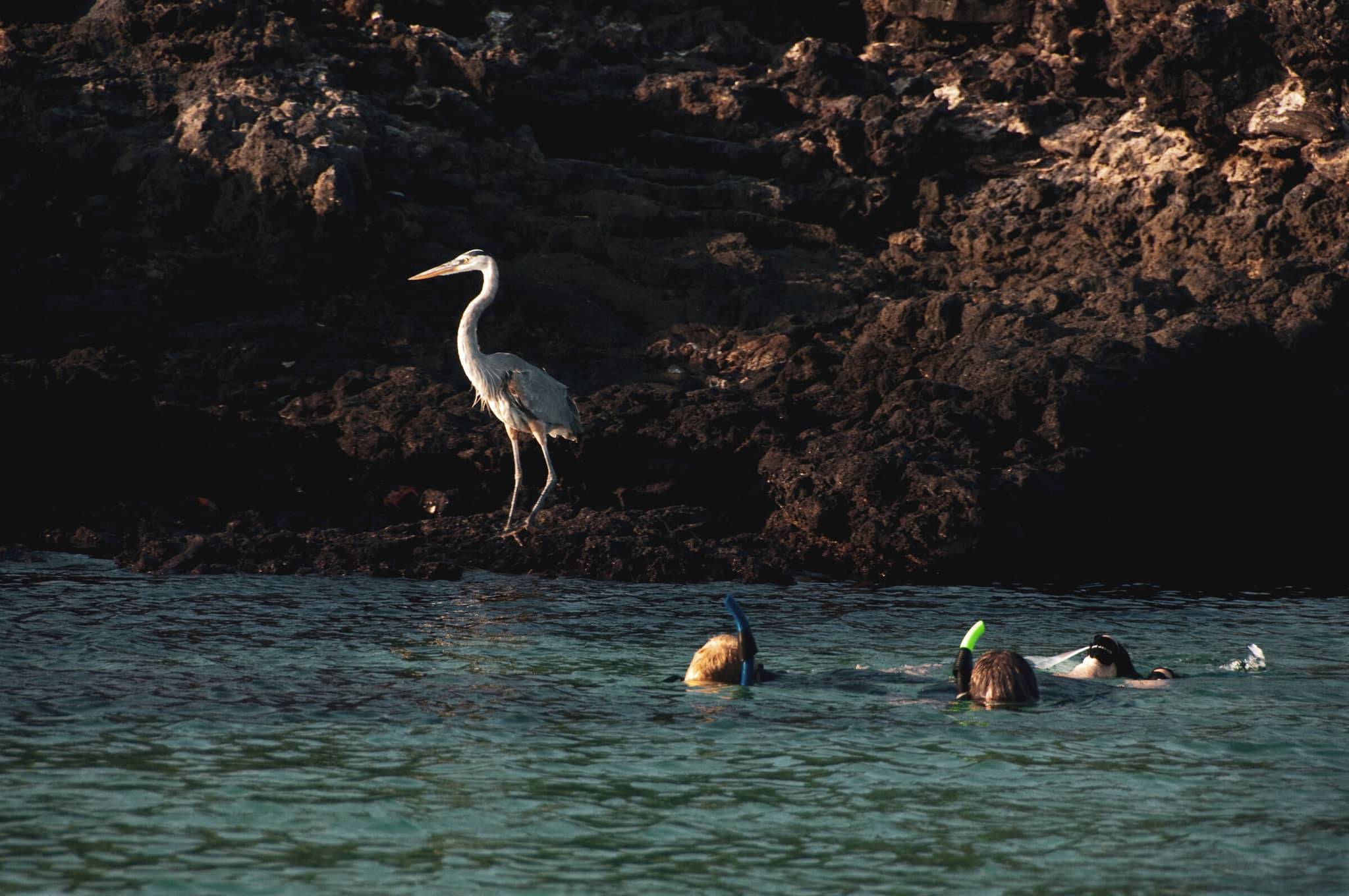 Private Charters in the Galápagos gallery Gallery3 galapagos snorkeling DanitaDelimont RM SA07 CMI0632 SuperRes CindyMillerHopkins