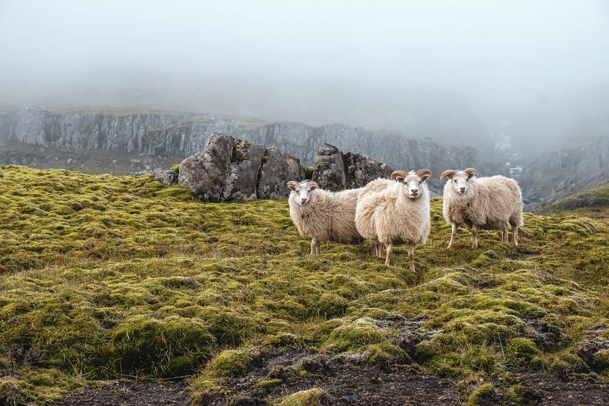 Iceland: Land of Awe gallery Gallery4 Sheep Iceland GeoExLuxuryTravel GettyImages 1195453035 Carmian