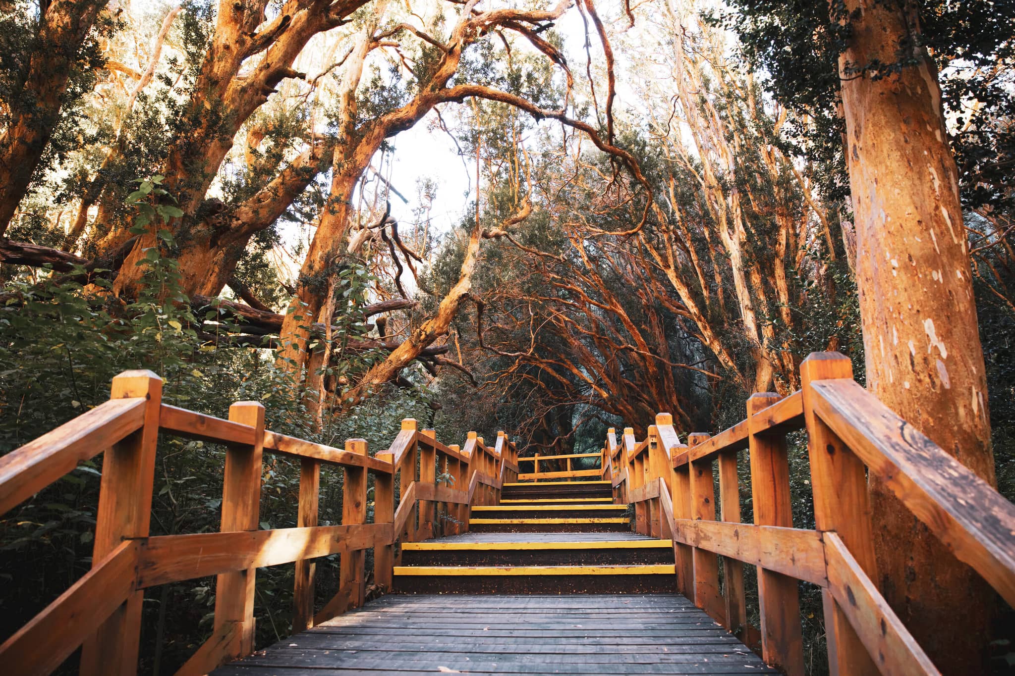 Best of Argentina gallery Gallery5 Arrayanes Argentina GettyImages 687124424 Alfnqn