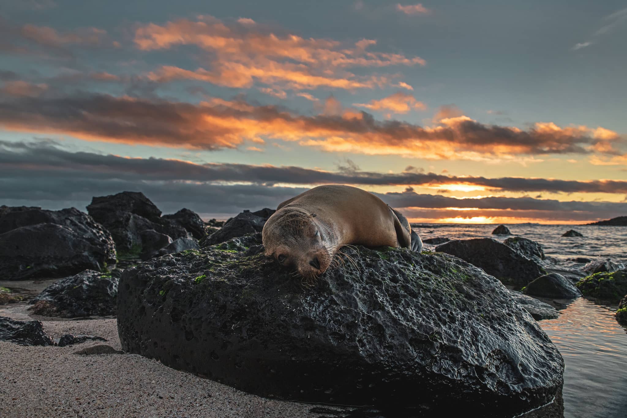 Private Charters in the Galápagos gallery Gallery5 sealion ecuador galapagos GettyImages 1302419353 FranzSchallmeiner