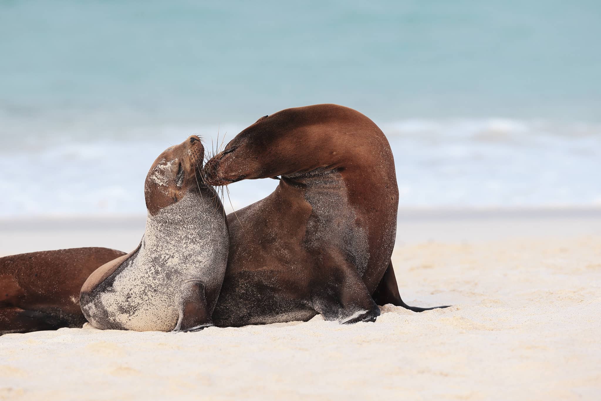 Galapagos sea lion with sea lion pup