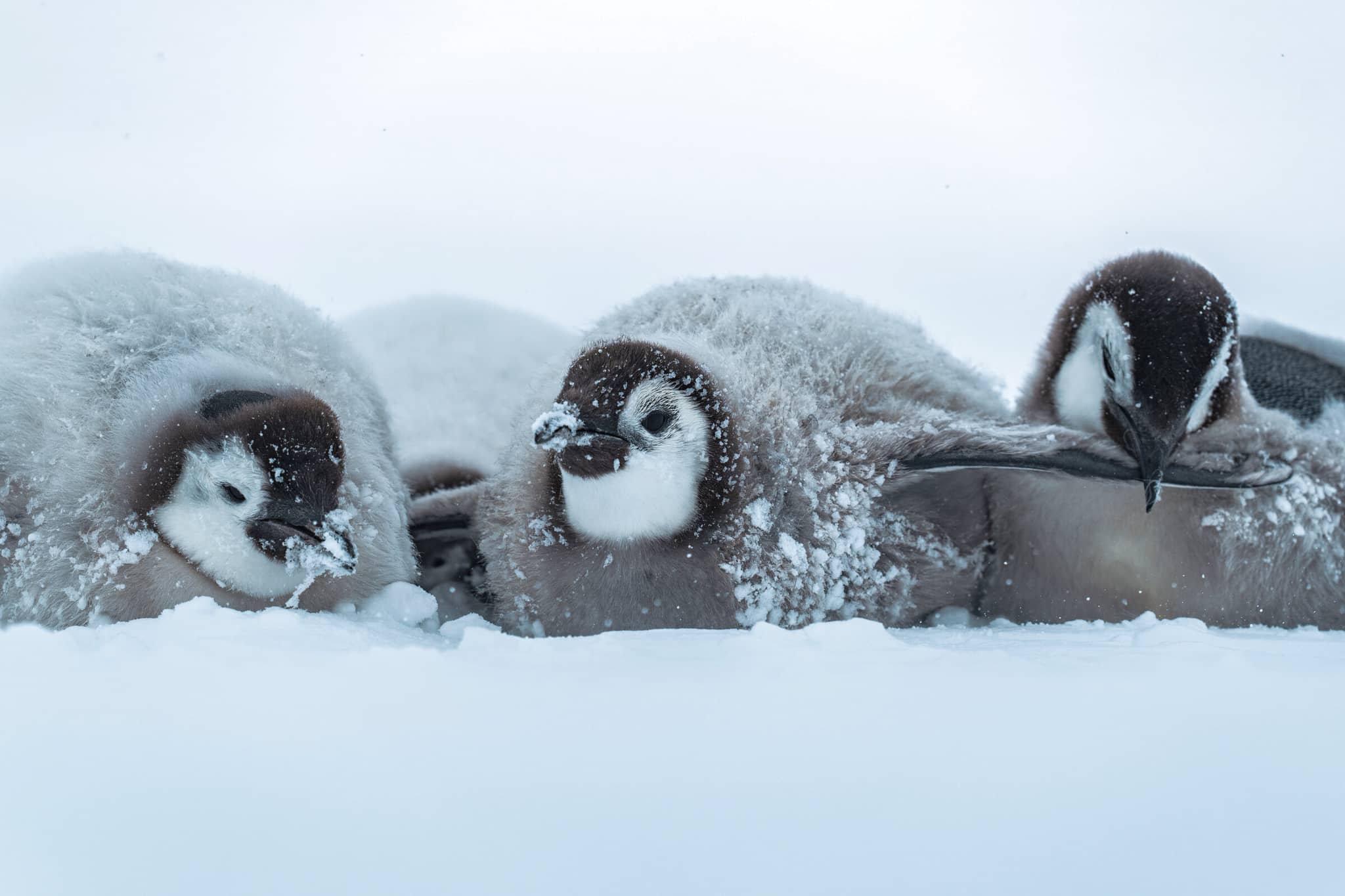 The South Pole & Emperors gallery Gallery Antarctica Emperor Penguins ©WhiteDesert