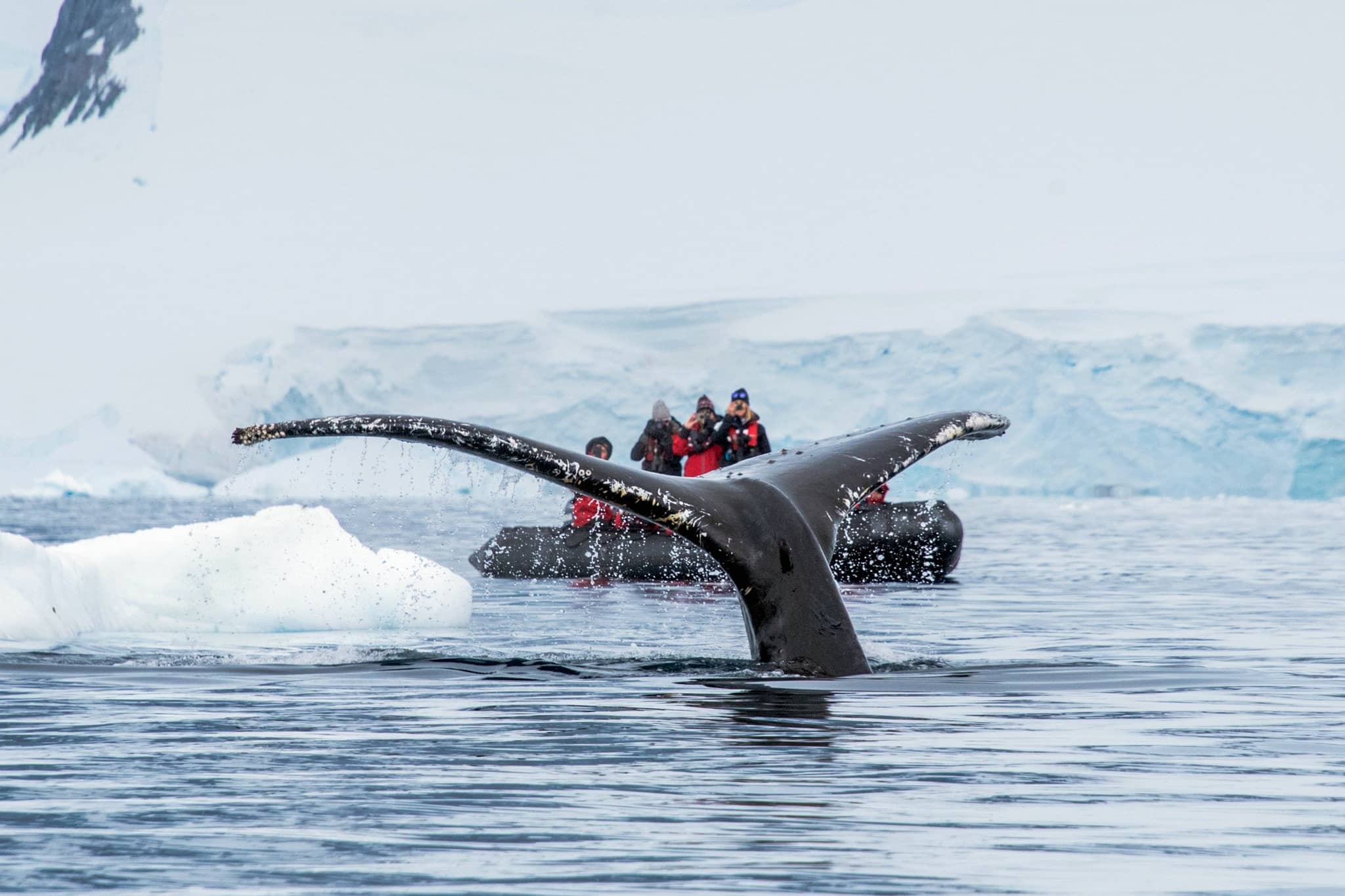 Antarctica Adventures gallery Gallery Antarctica Whale Polar Latitudes