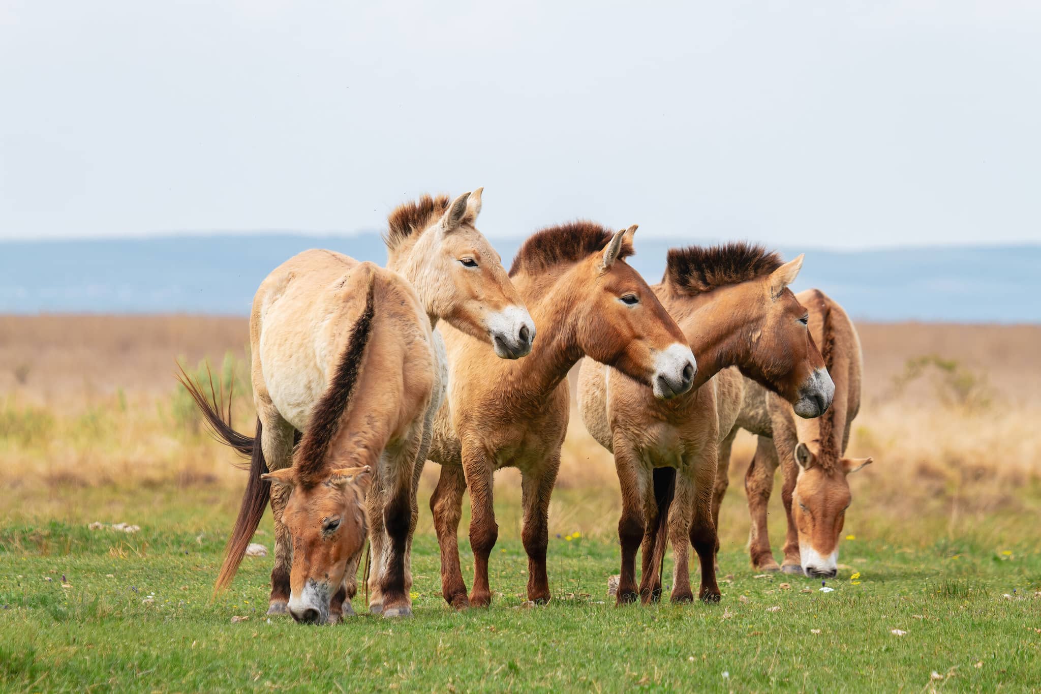 Nomads of Mongolia gallery Gallery Mongolia AdobeStock 462696071
