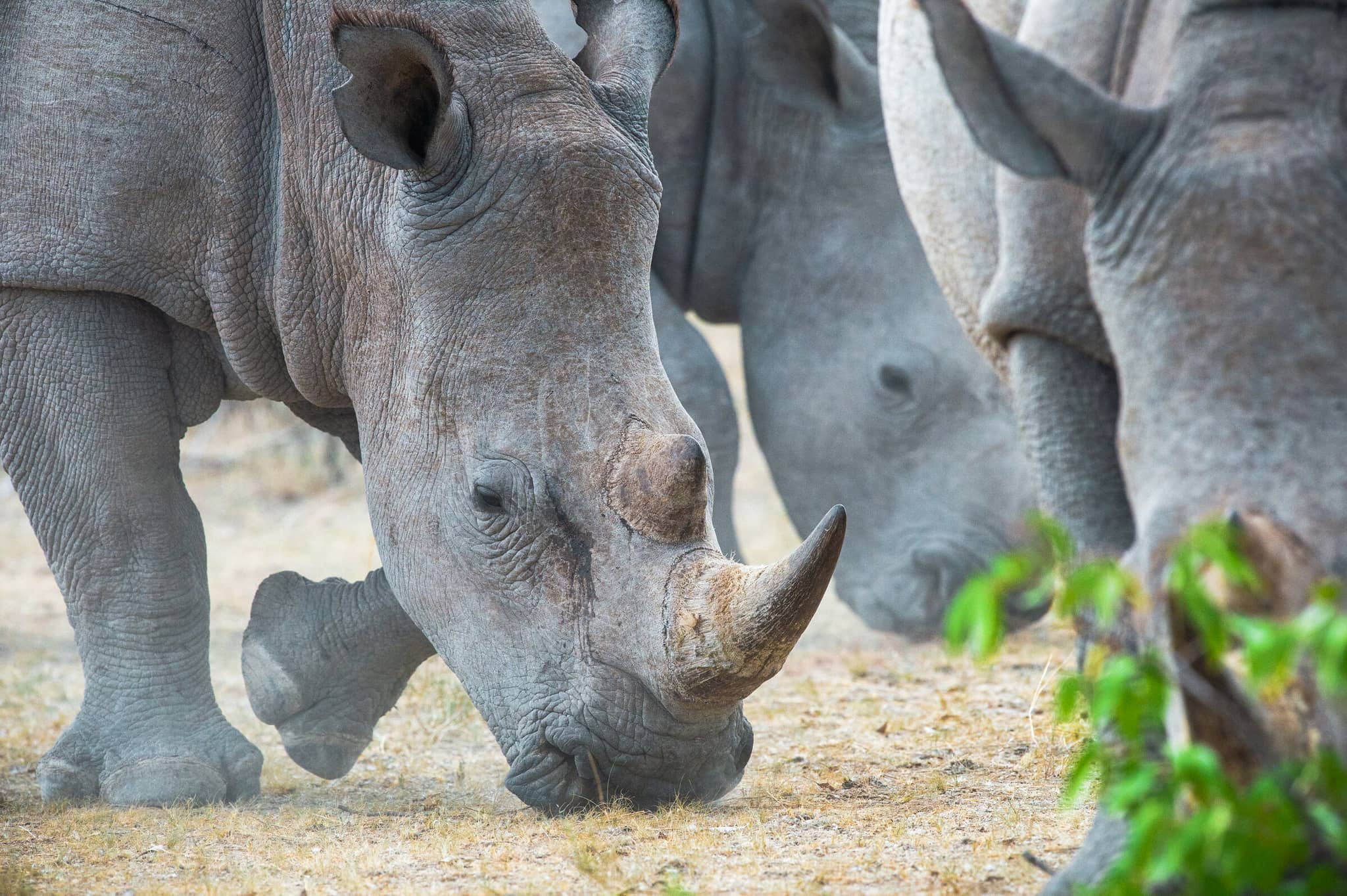 Dunes & Wildlife of Namibia gallery Gallery Namibia Ongava Game Reserve White rhinos Dr. Olwen Evans