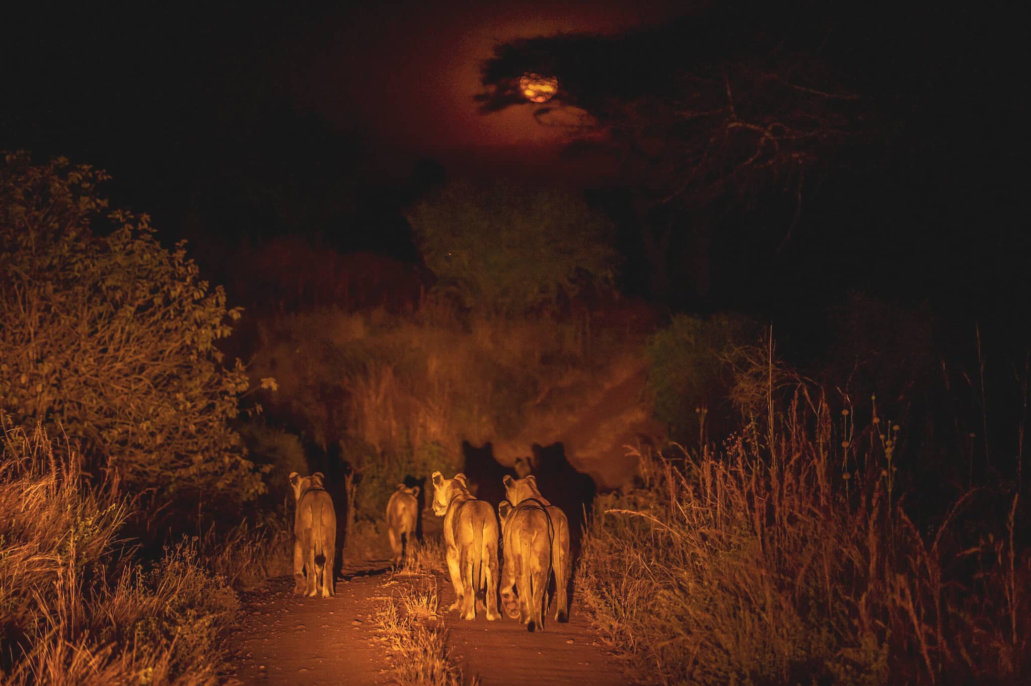 Southern Tanzania’s Wildlife Frontier gallery Gallery Tanzania Night game drive Kigelia Ruaha Nomad