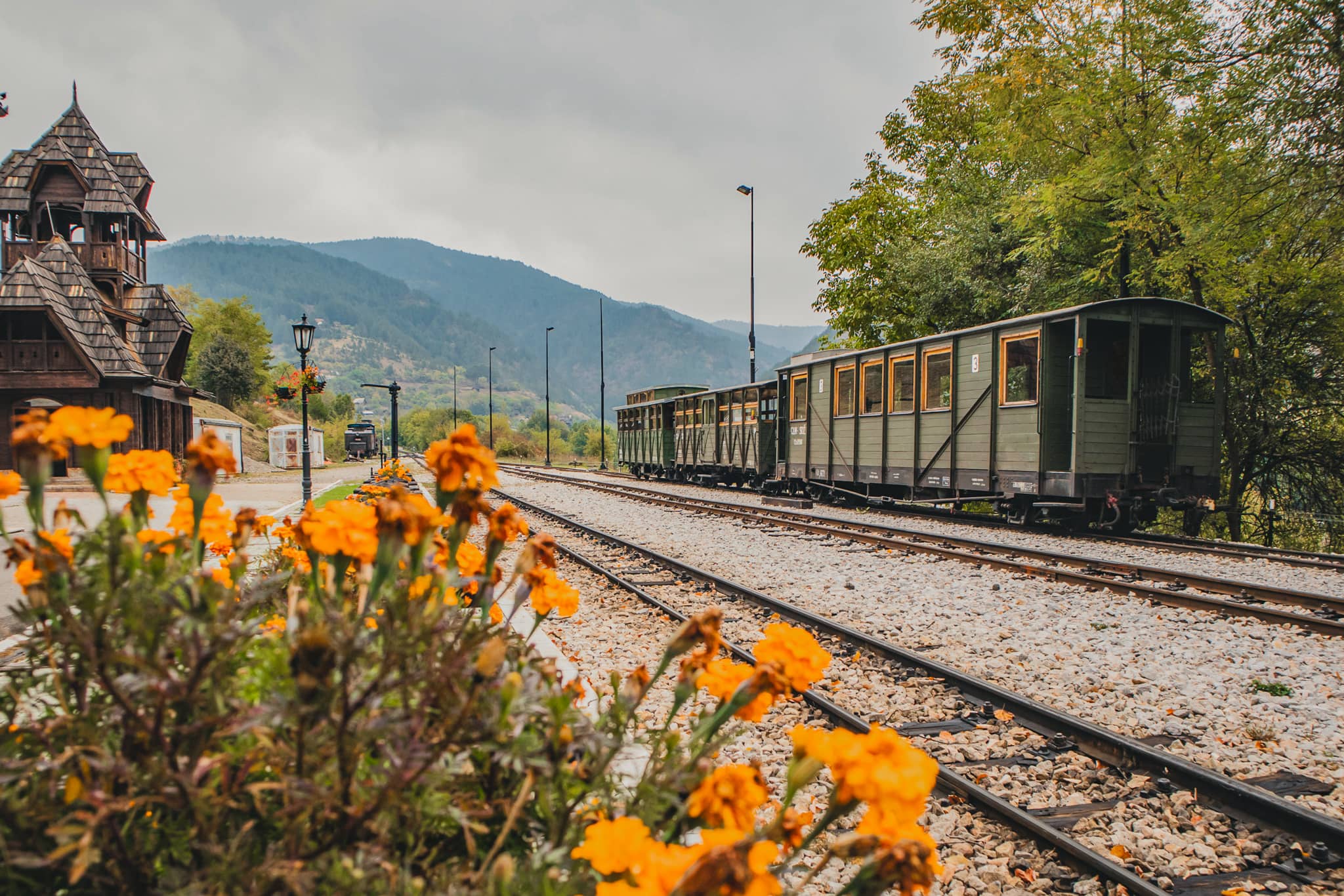 Some flowers in the foreground and passenger cars on the narrow gauge railway line Sargan eight in Mokra Gora, Serbia
