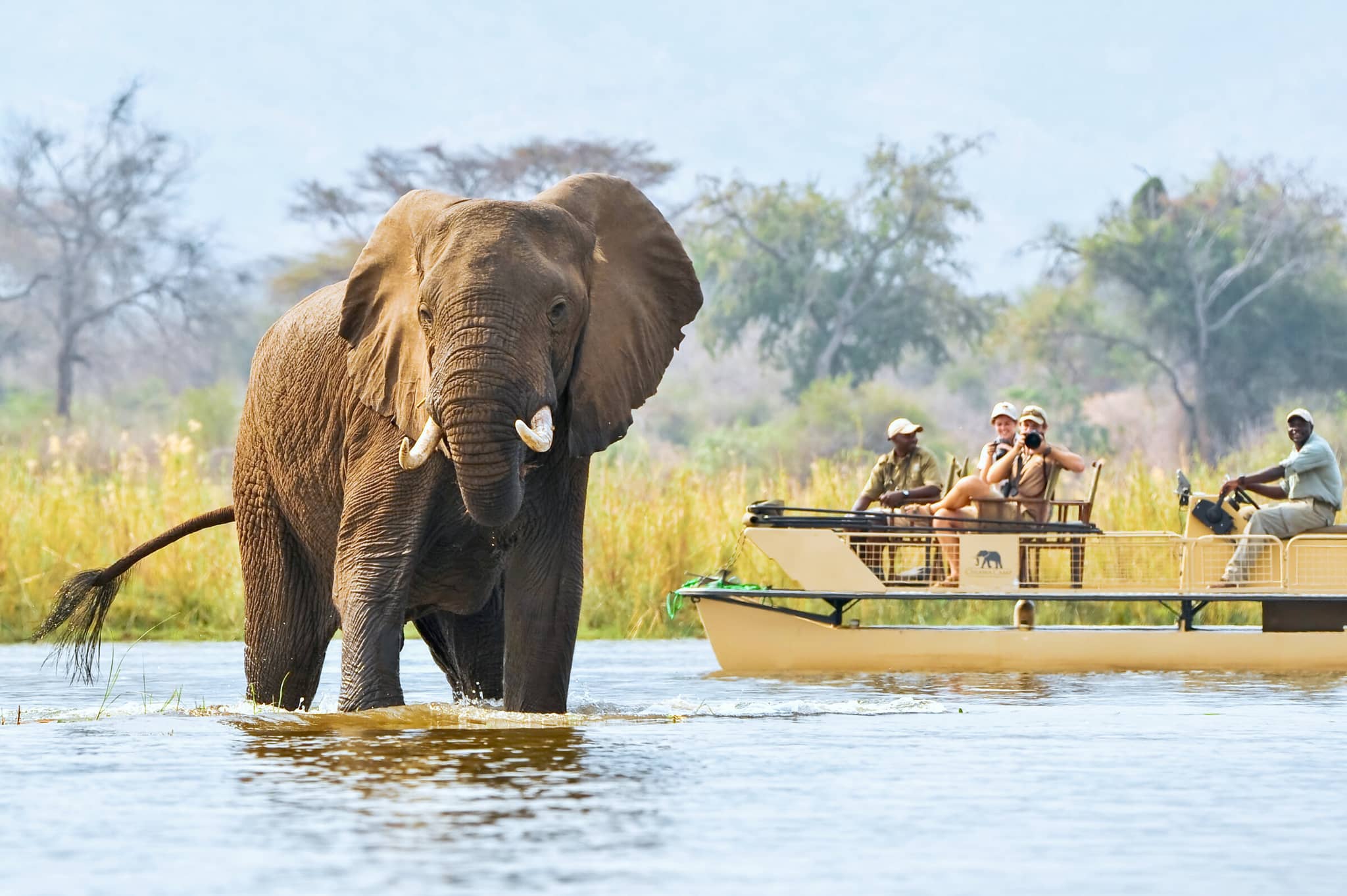 Wild Zambia gallery Gallery Zambia Lower Zambezi CC ele bull pontoon Chiawa Safaris