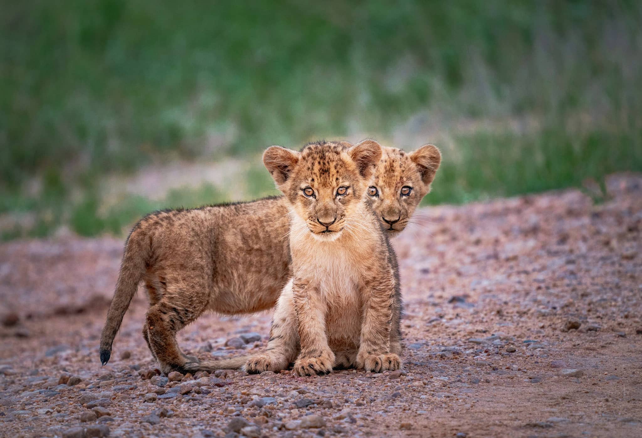 Treasures of Zambia gallery Gallery Zambia South Luangwa Time + Tide