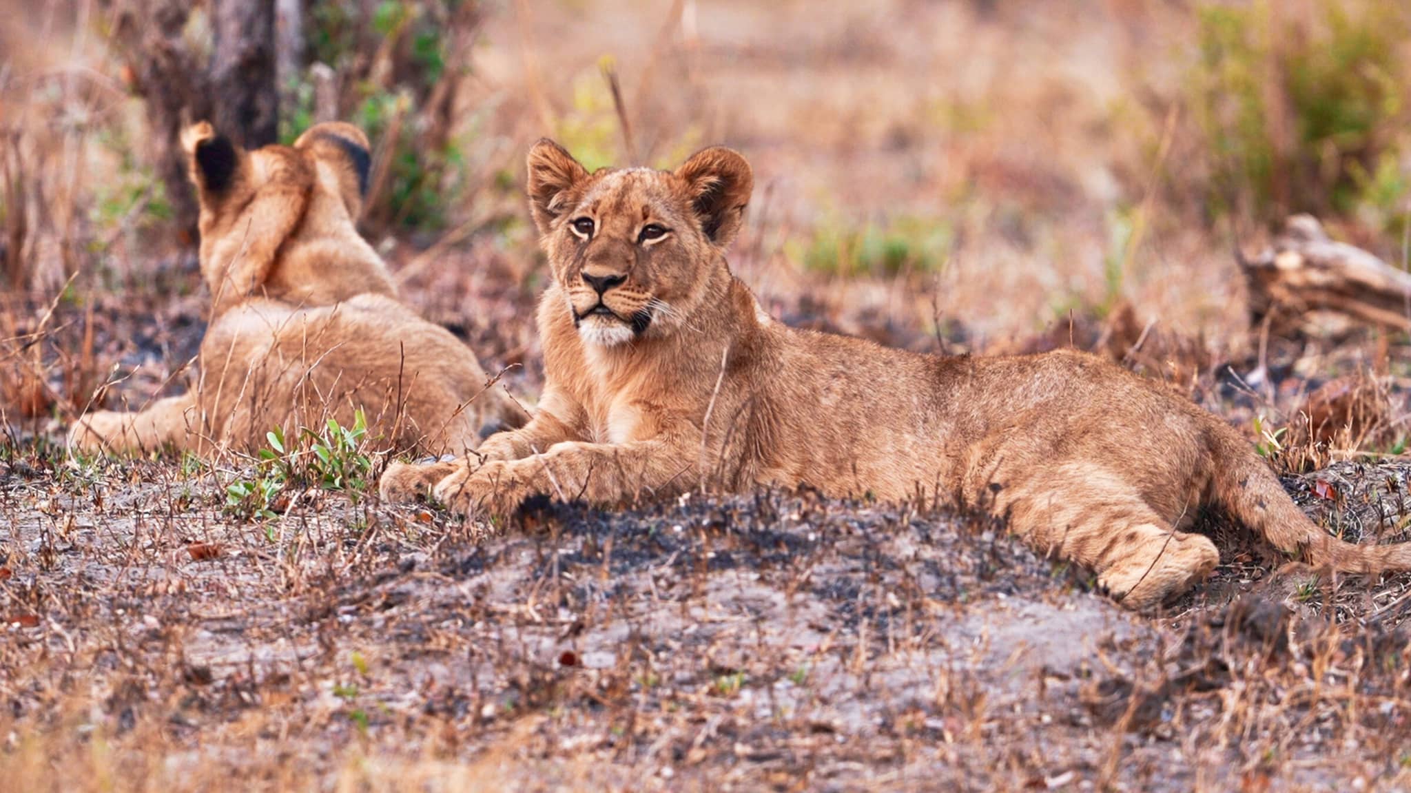 Zimbabwe & the Mighty Zambezi gallery Gallery Zimbabwe Lion cubs African Bush Camps Bumi Hills
