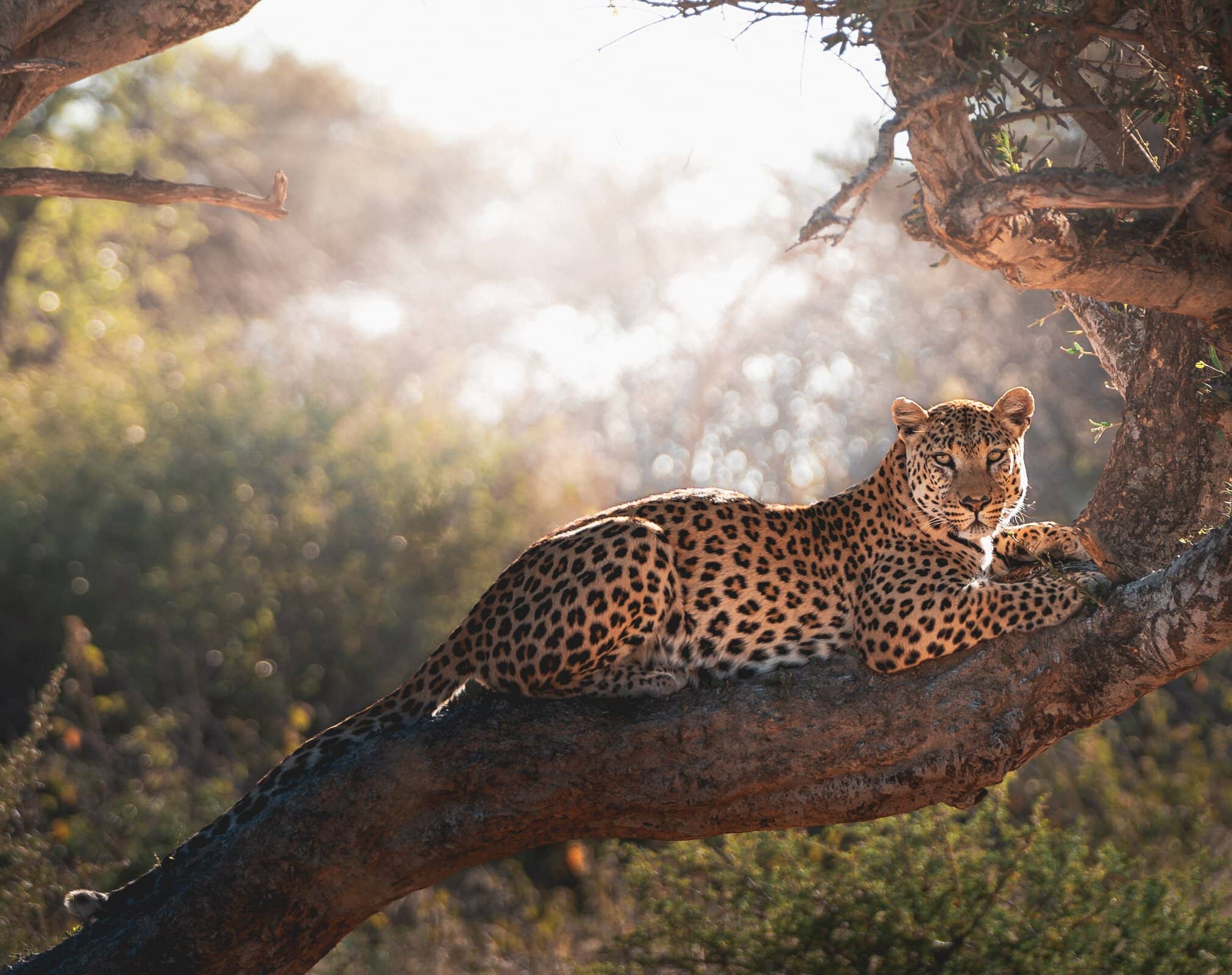 Namibia’s Wild Wonders gallery Gellery Leopard Namibia Okonjima Nature Reserve by yasinkirsch