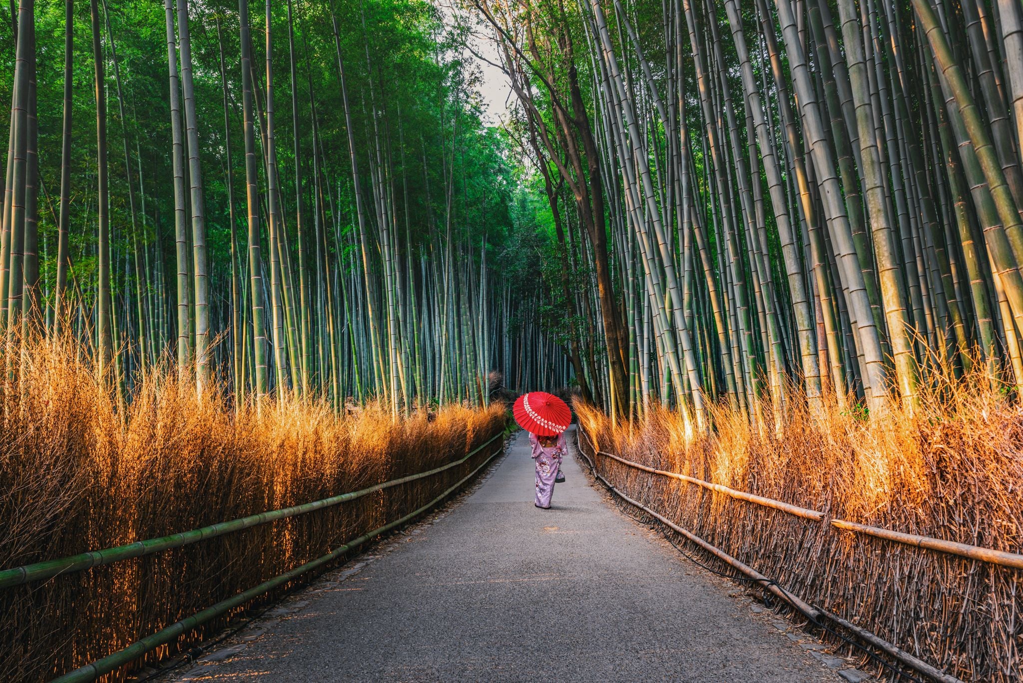Arashiyama Bamboo Grove, Kyoto, Japan