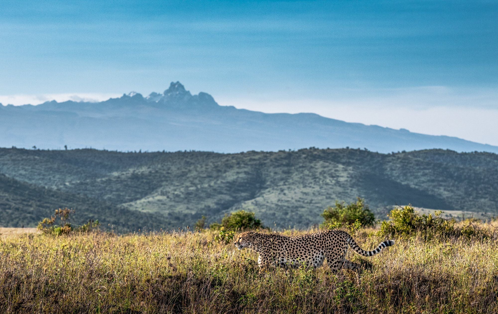 Kenya Explorer hero image