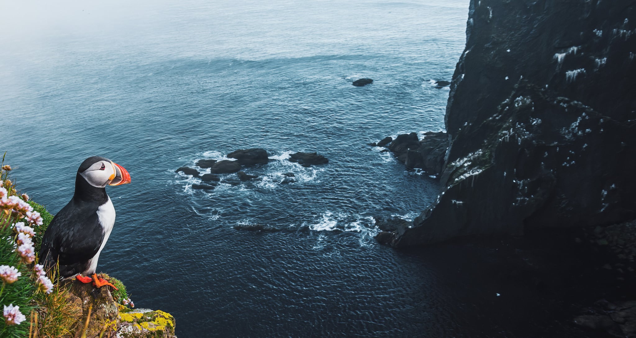 Puffin sitting on cliff in Iceland