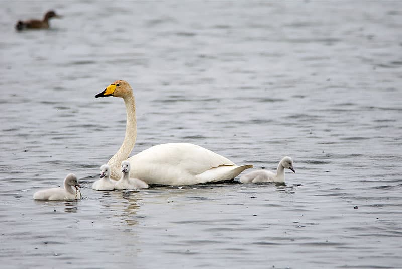 Iceland Whooper Swan and cygnets Lisa Boice 800x535 1