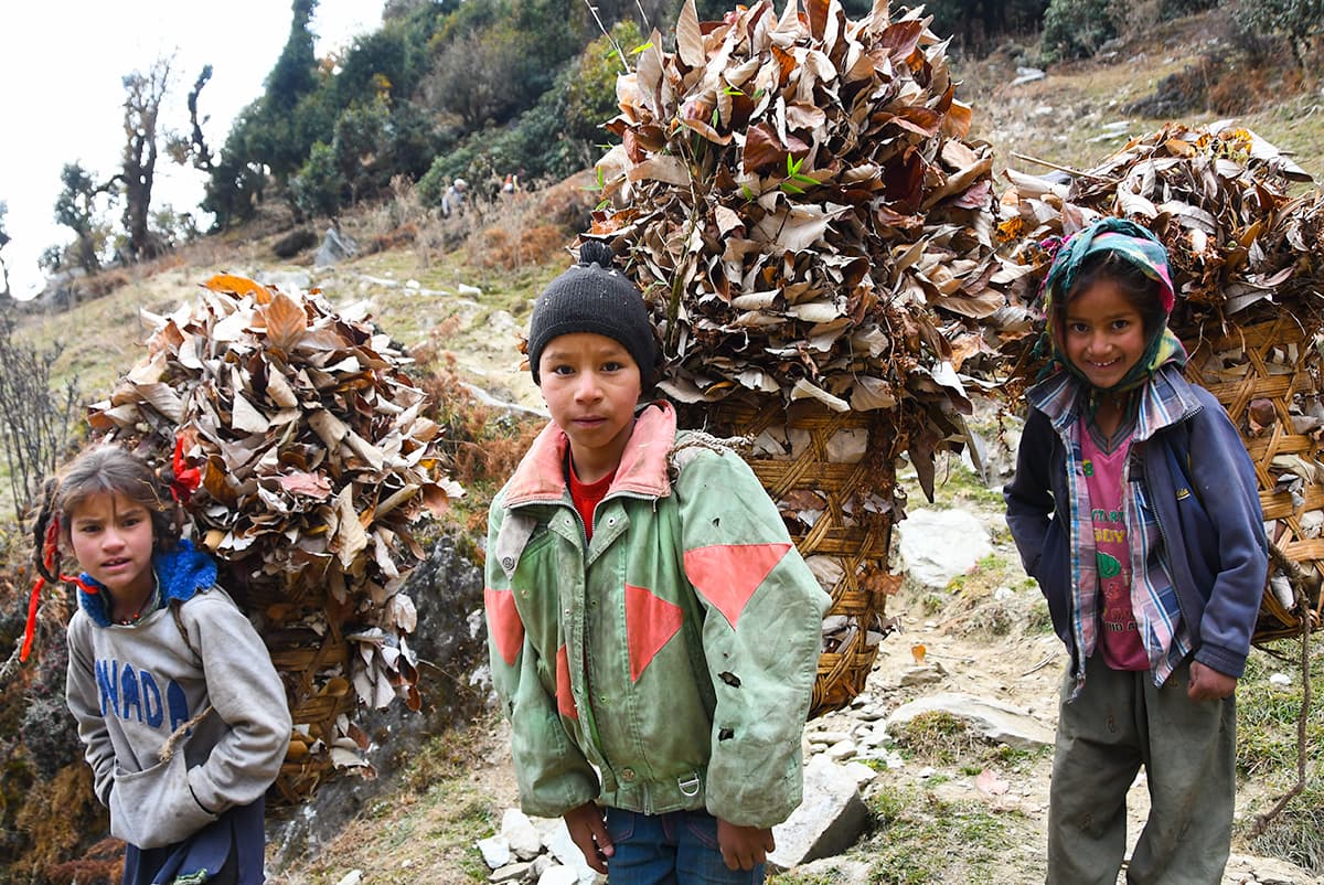 India Himalayas Trek Village Children Gathering Leaves