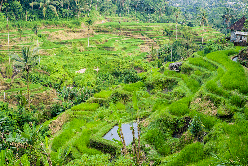 Indonesia Bali Rice fields DanitaDelimont RF AS11 JEG0069 Jalie Eggers 800x535 1