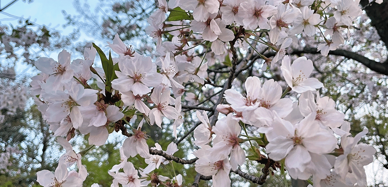 Japan Cherry Blossoms Don George IMG 0268 1323x637 1